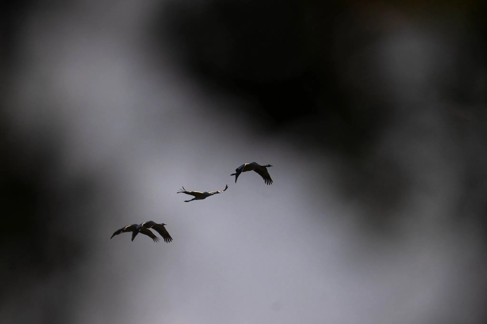 Weiter Stallpflicht für Geflügel im Saarland