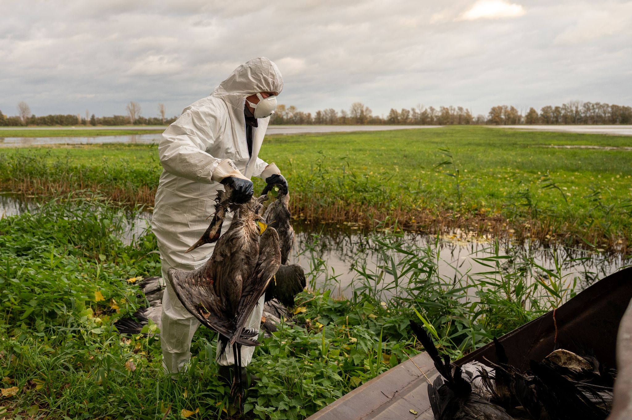 So ist die Lage bei Vogelgrippe im Saarland So ist die Lage bei Vogelgrippe im Saarland