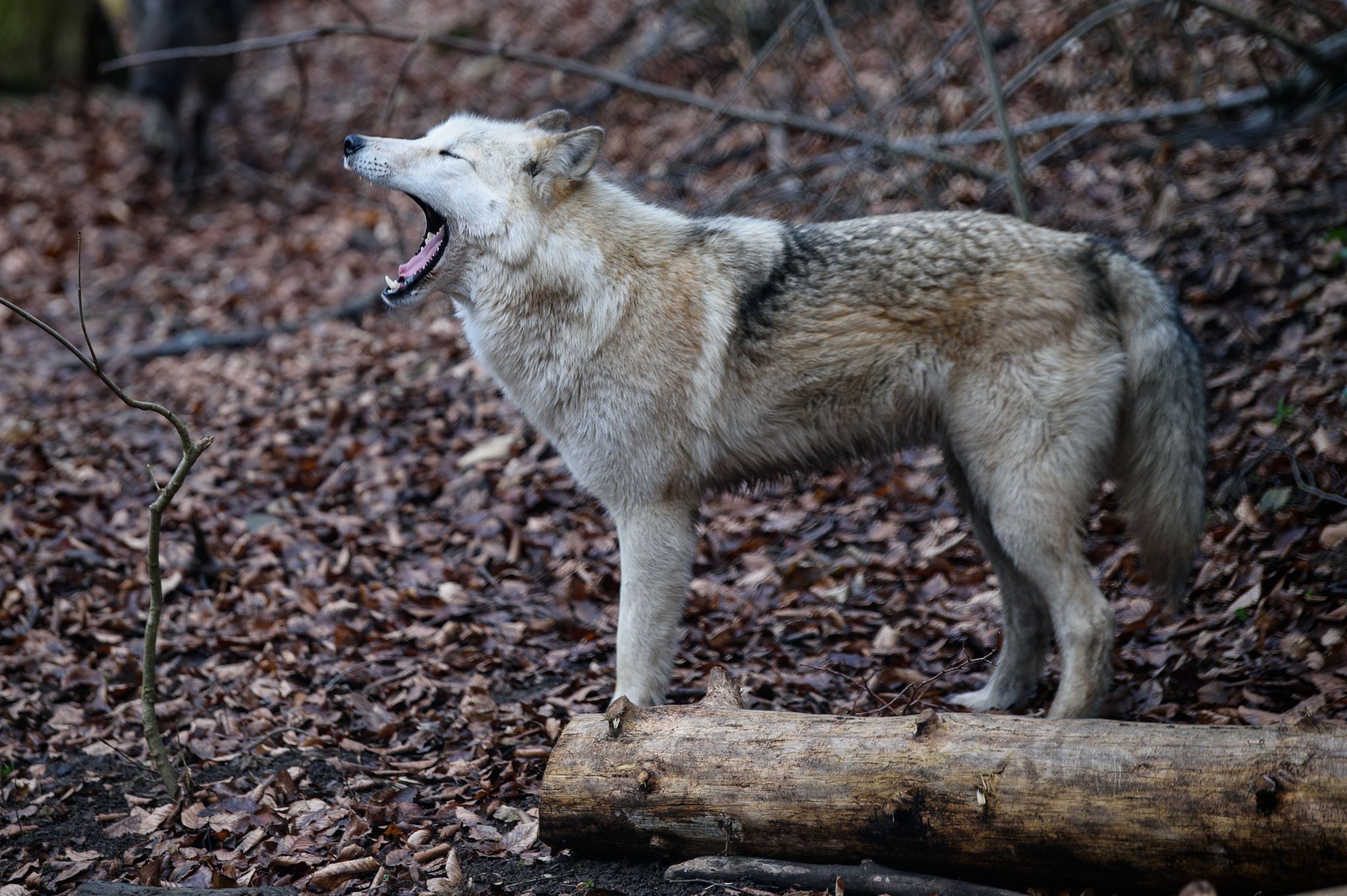 Gerissene Hirsche in Wildpark - Wolf ist verantwortlich