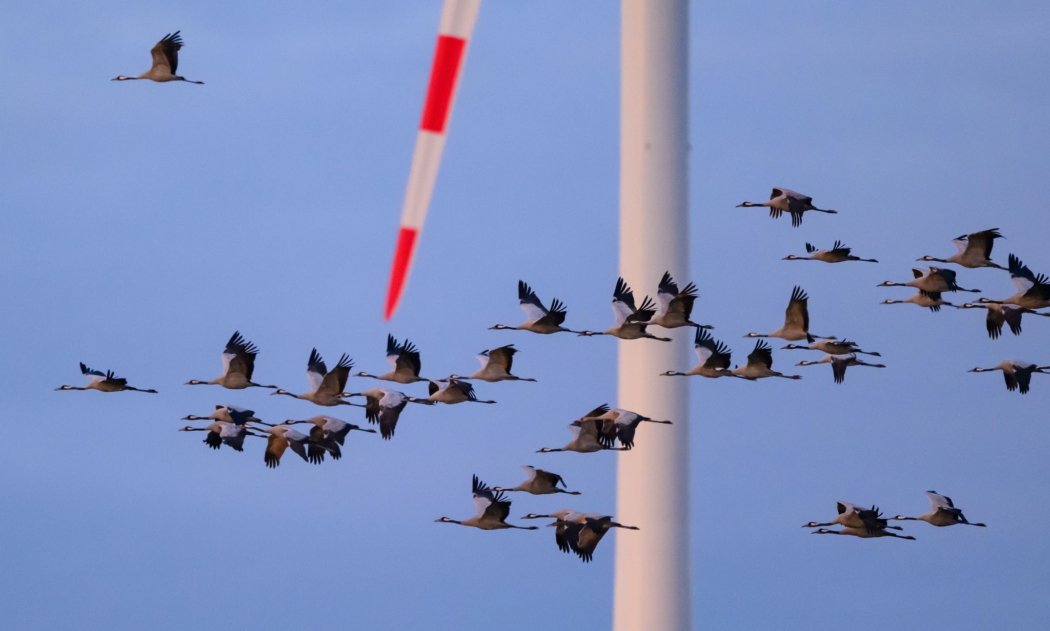 Vogelgrippe breitet sich in Rheinland-Pfalz weiter aus Vogelgrippe breitet sich in Rheinland-Pfalz weiter aus