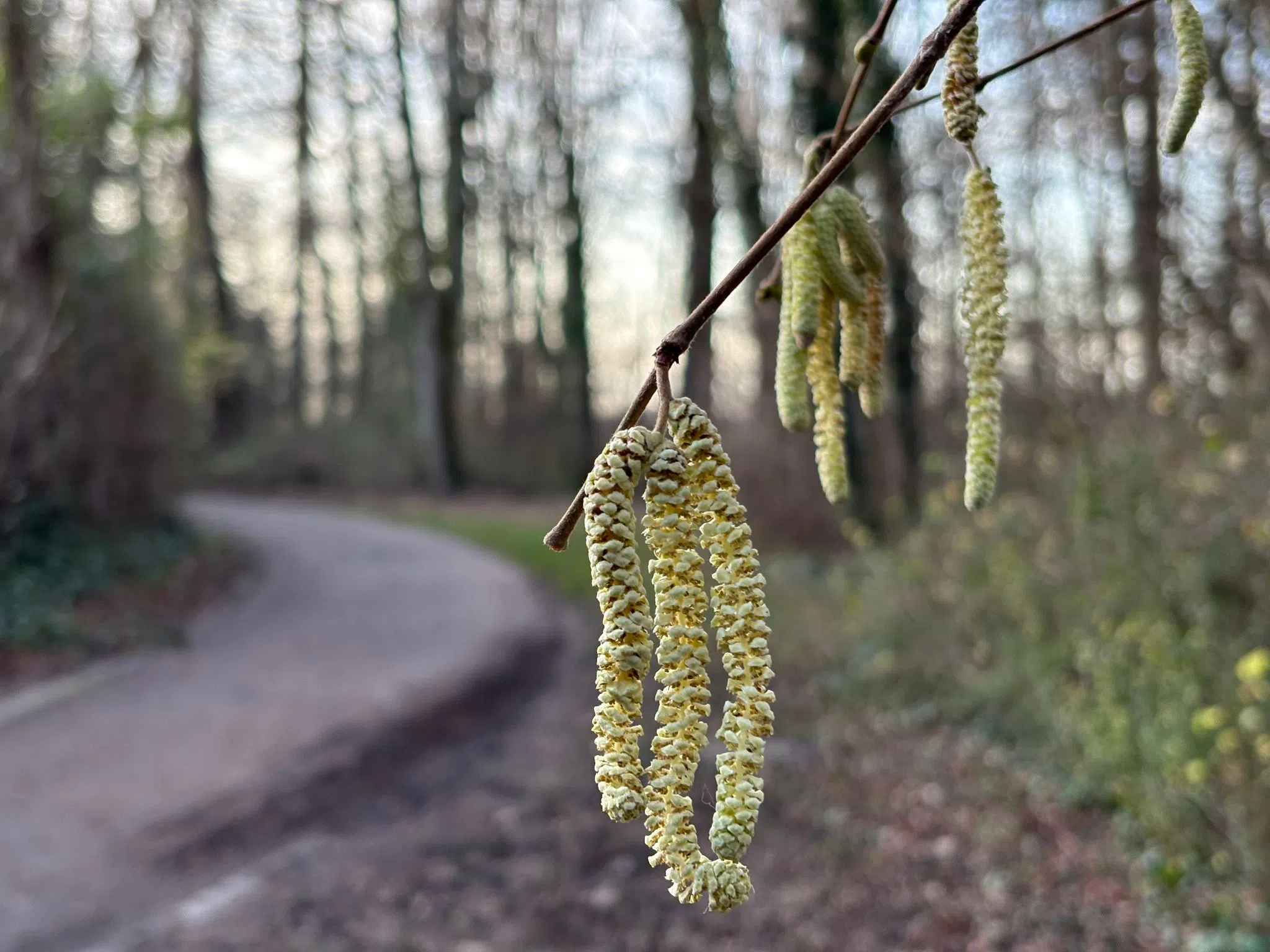 Rote Augen unter dem Weihnachtsbaum? Pollenflug beginnt früh