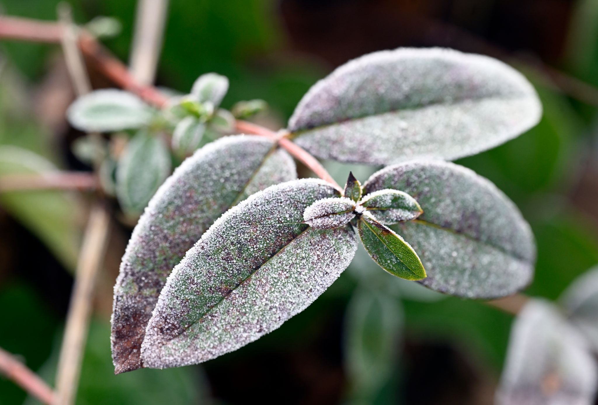 Frost, Nebel und Glätte – Wetter bleibt winterlich