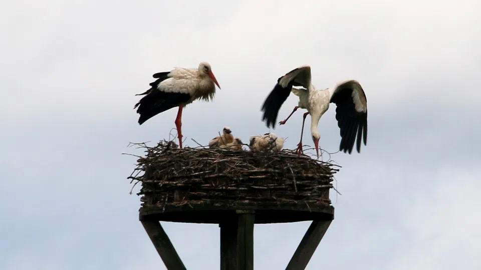 Sparkasse Koblenz setzt sich weiter für  Naturschutzprojekte ein 