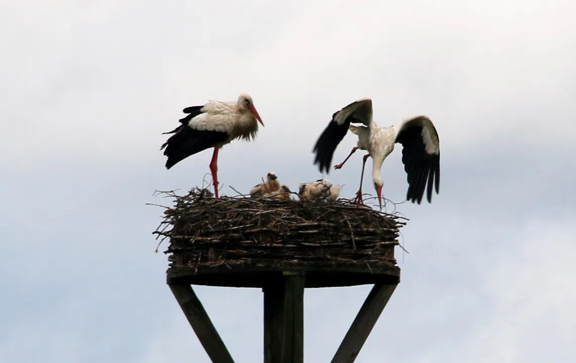 Sparkasse Koblenz setzt sich weiter für  Naturschutzprojekte ein 