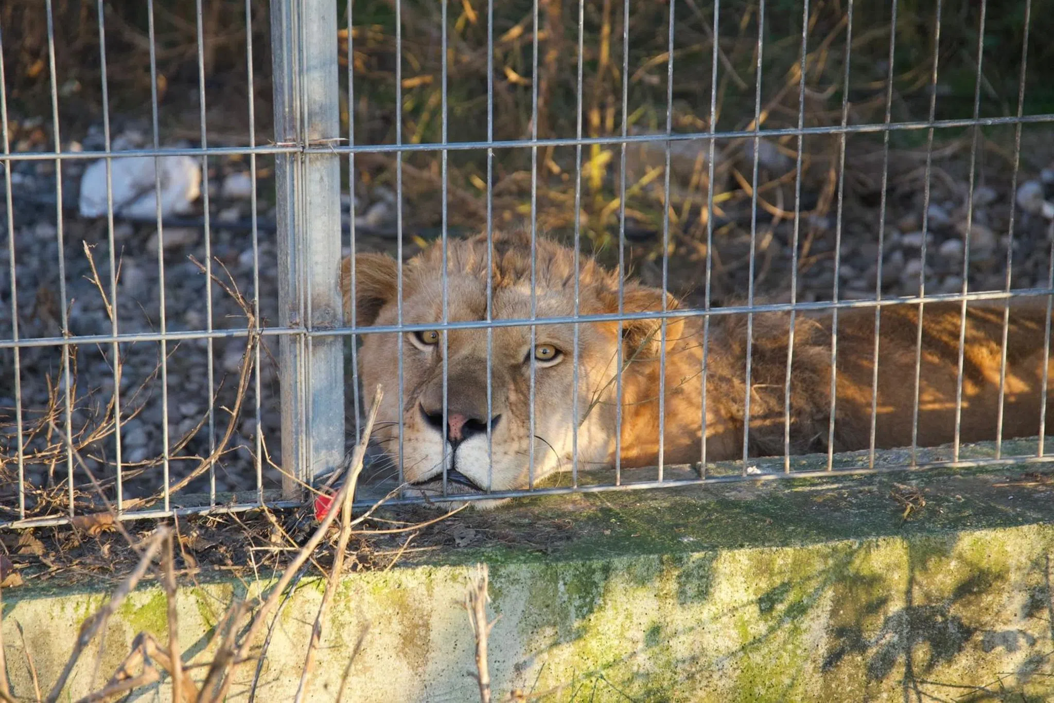 Schlechte Haltung: Löwe und Bärin nach Deutschland geholt