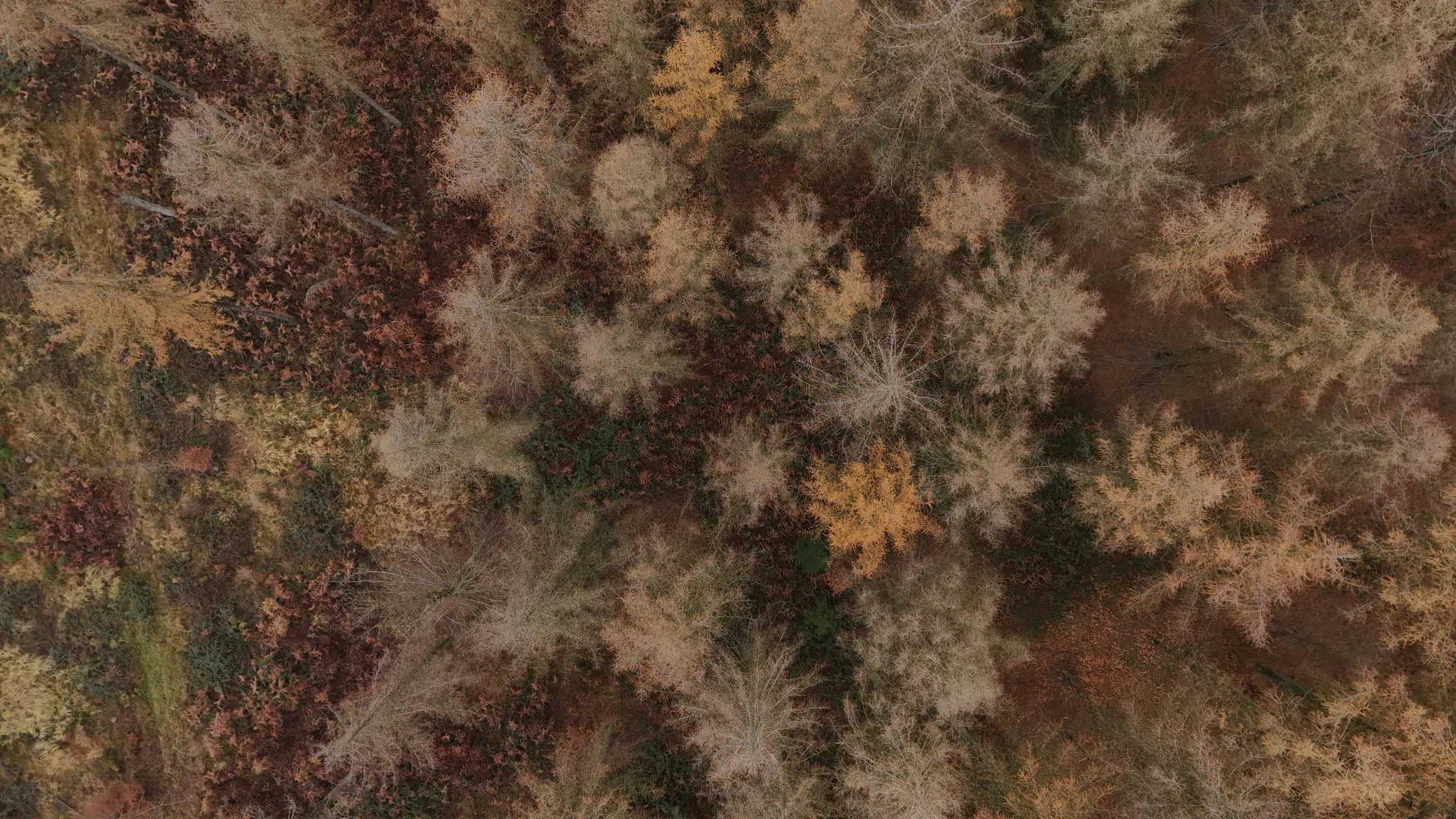 Neue Daten zum Zustand des Waldes werden vorgelegt