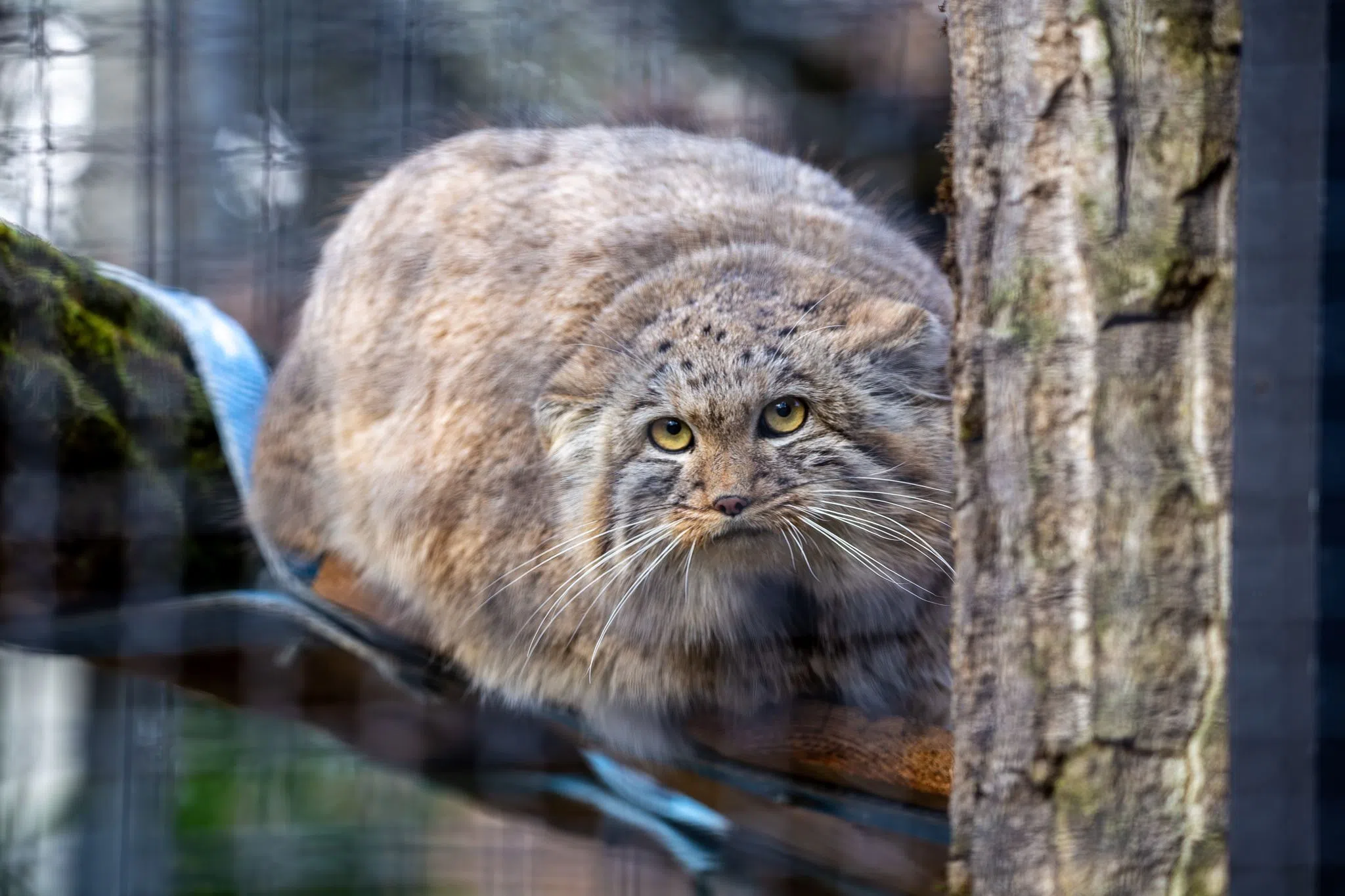 Seltene Manul-Katzen ziehen im Zoo Neuwied ein