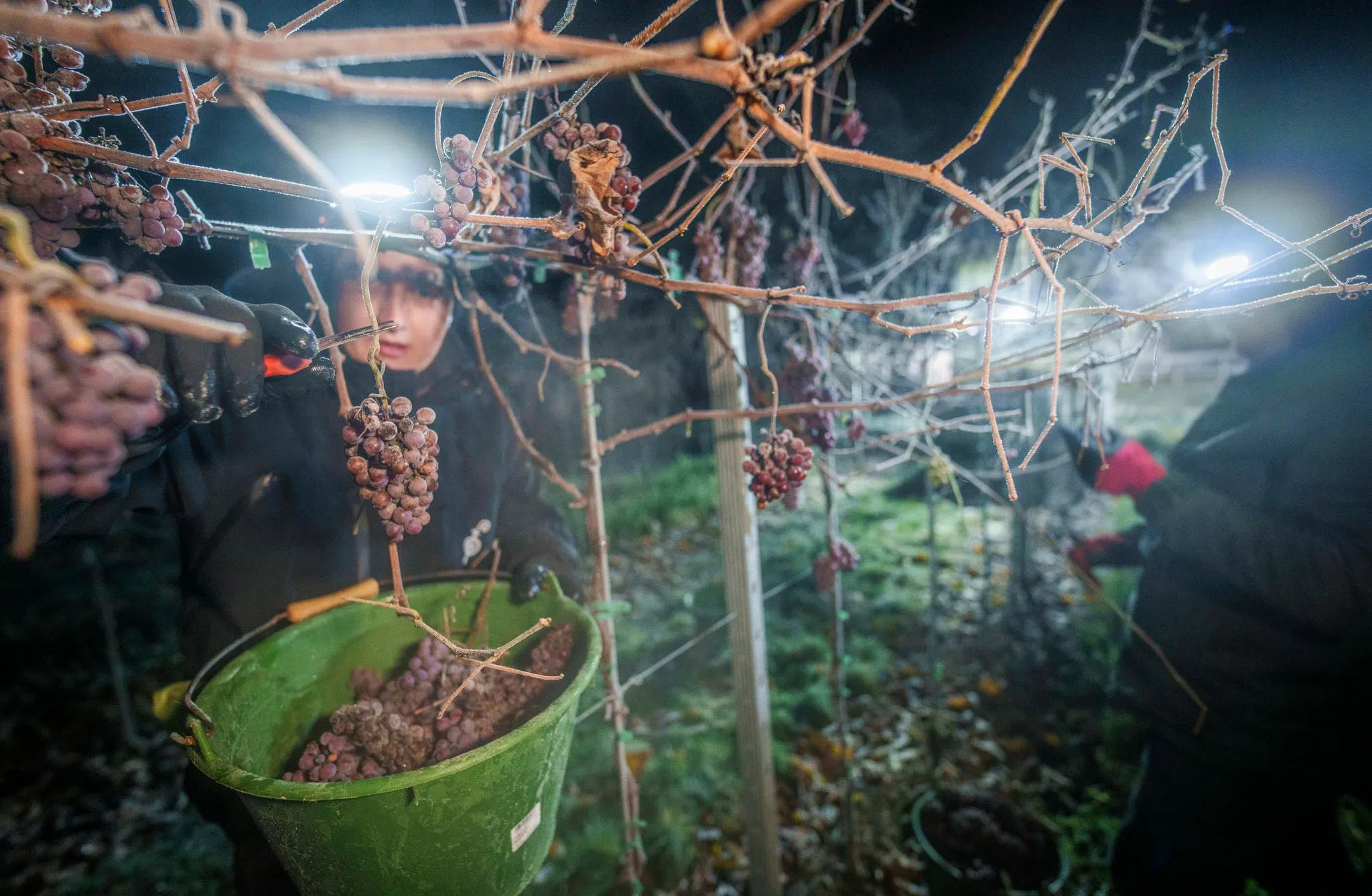 Eiswein in drei von sechs Anbaugebieten gelesen