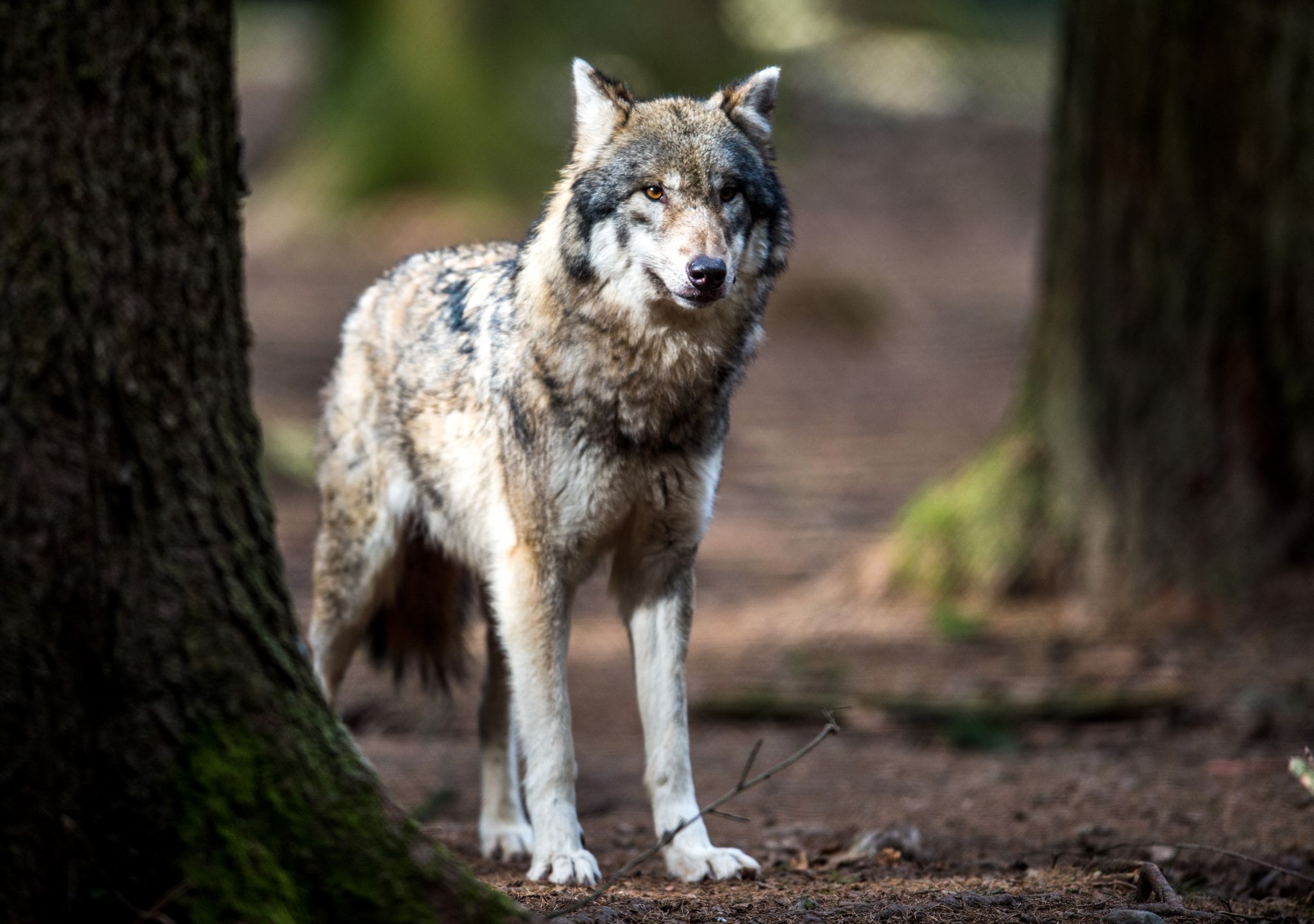 Herdenschutz bleibt im Umgang mit dem Wolf wichtiges Ziel