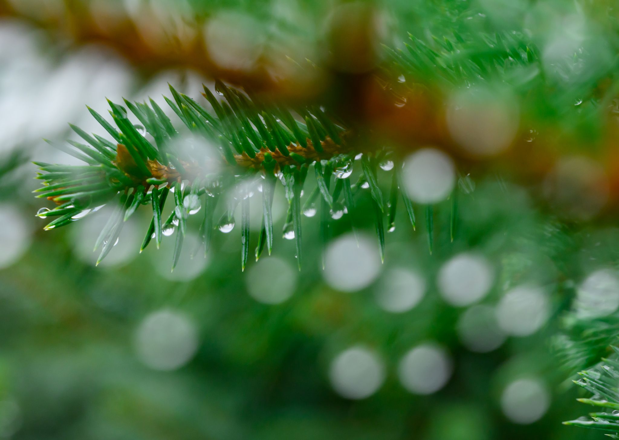 Baum-Diebstahl im Wald: «Damit rechnen wir jedes Jahr»