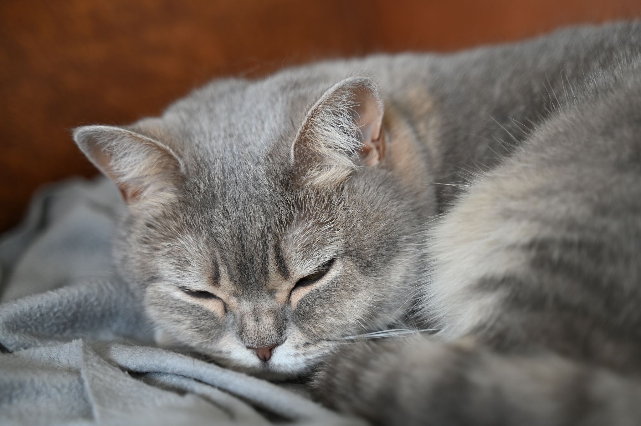 Nach Videos auf TikTok - Halter muss Katzen abgeben