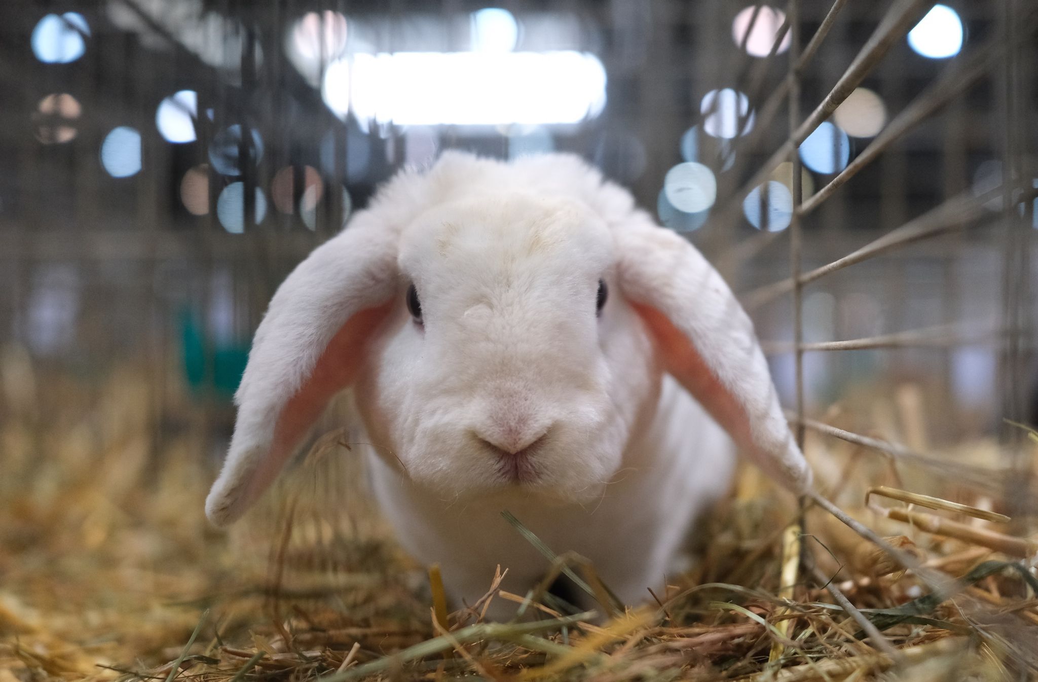 Mehrfach Kaninchen gestohlen - Polizei ermittelt Diebin