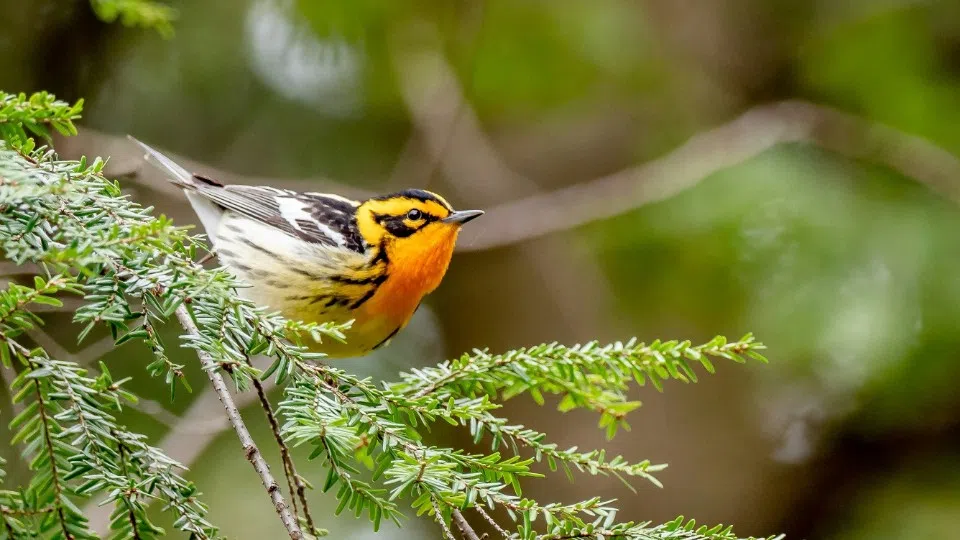 Frost und Schnee erschweren Nahrungssuche für Vögel