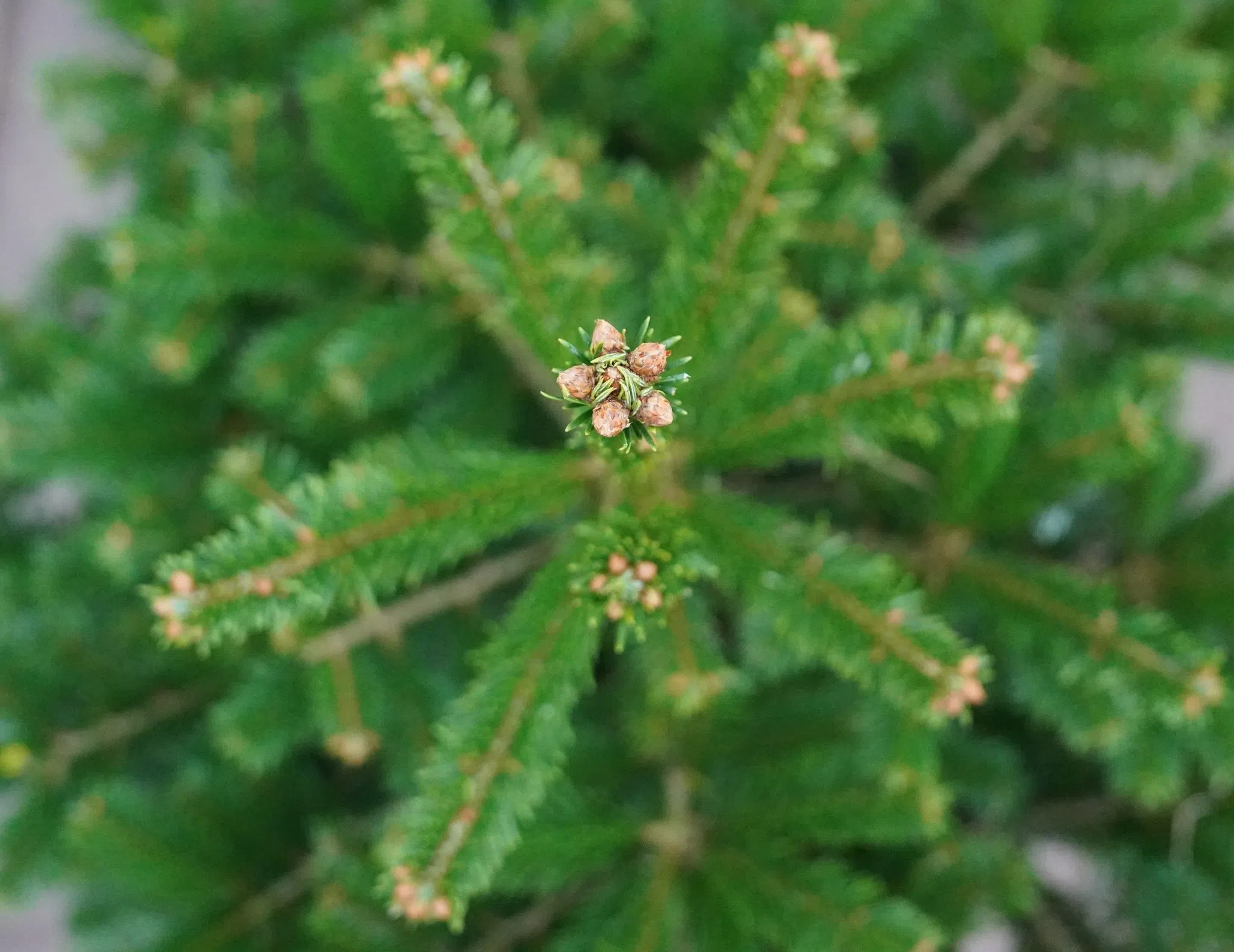 Wohin mit meinem Weihnachtsbaum – und was wird daraus?