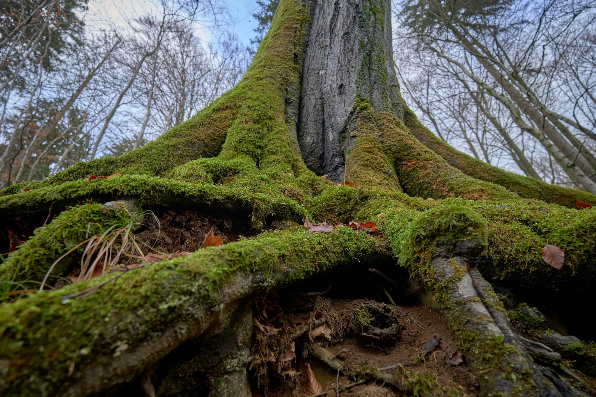 Wie kann dem Wald geholfen werden?