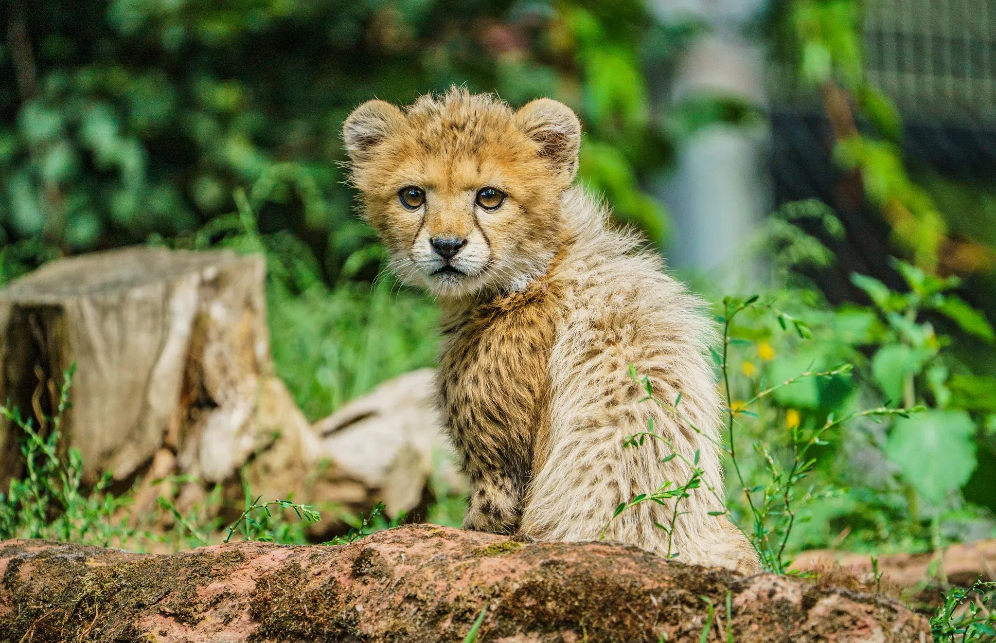Trauer um «Assama» - Junge Sudan-Gepardin ist tot