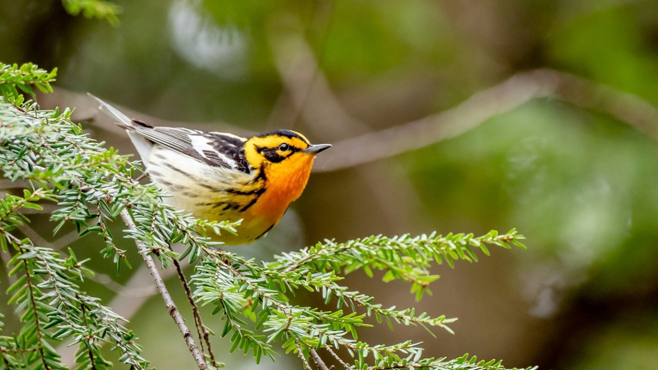 Frost und Schnee erschweren Nahrungssuche für Vögel