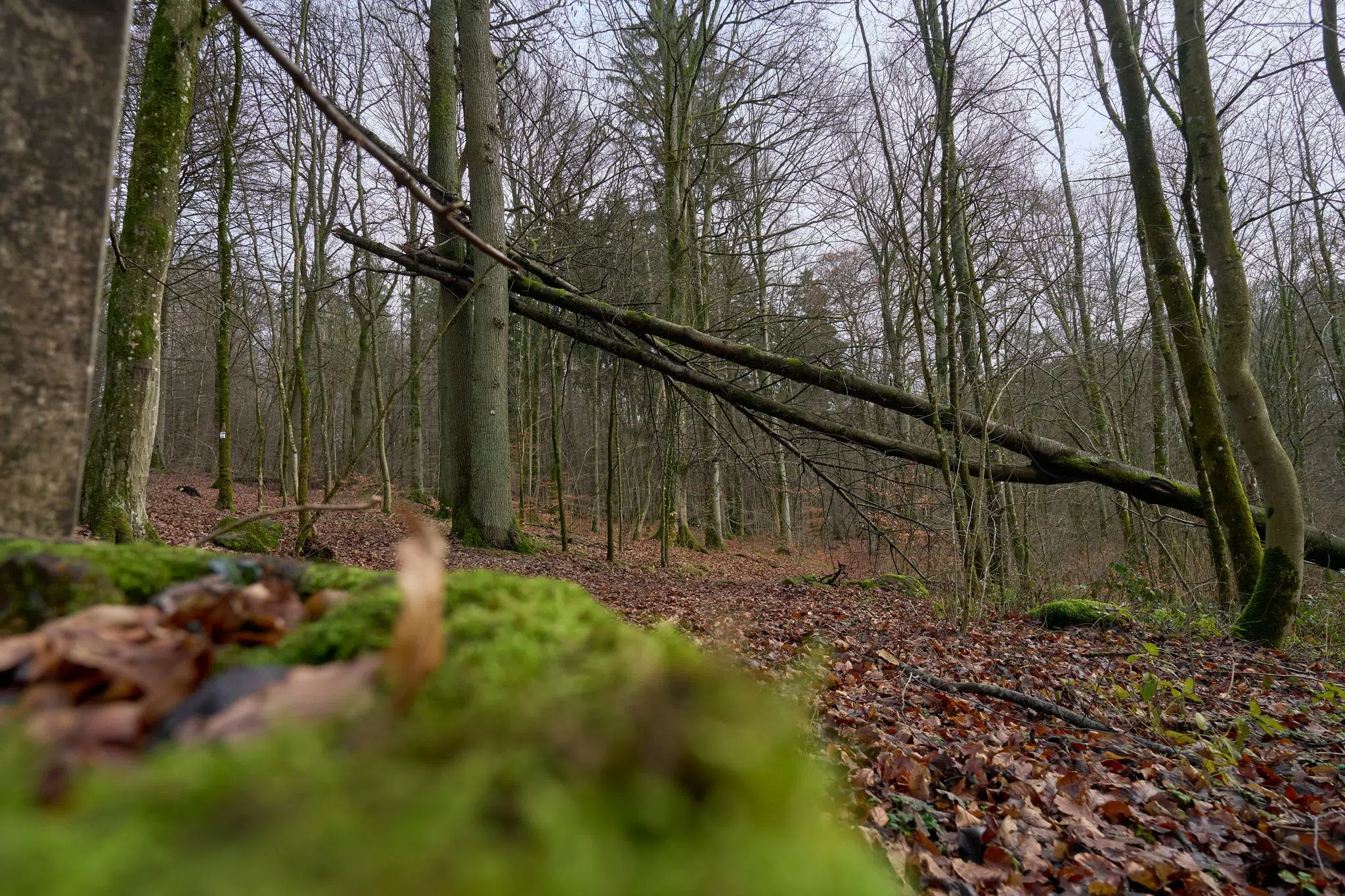 Forstleute im Spannungsfeld des Klimawandels