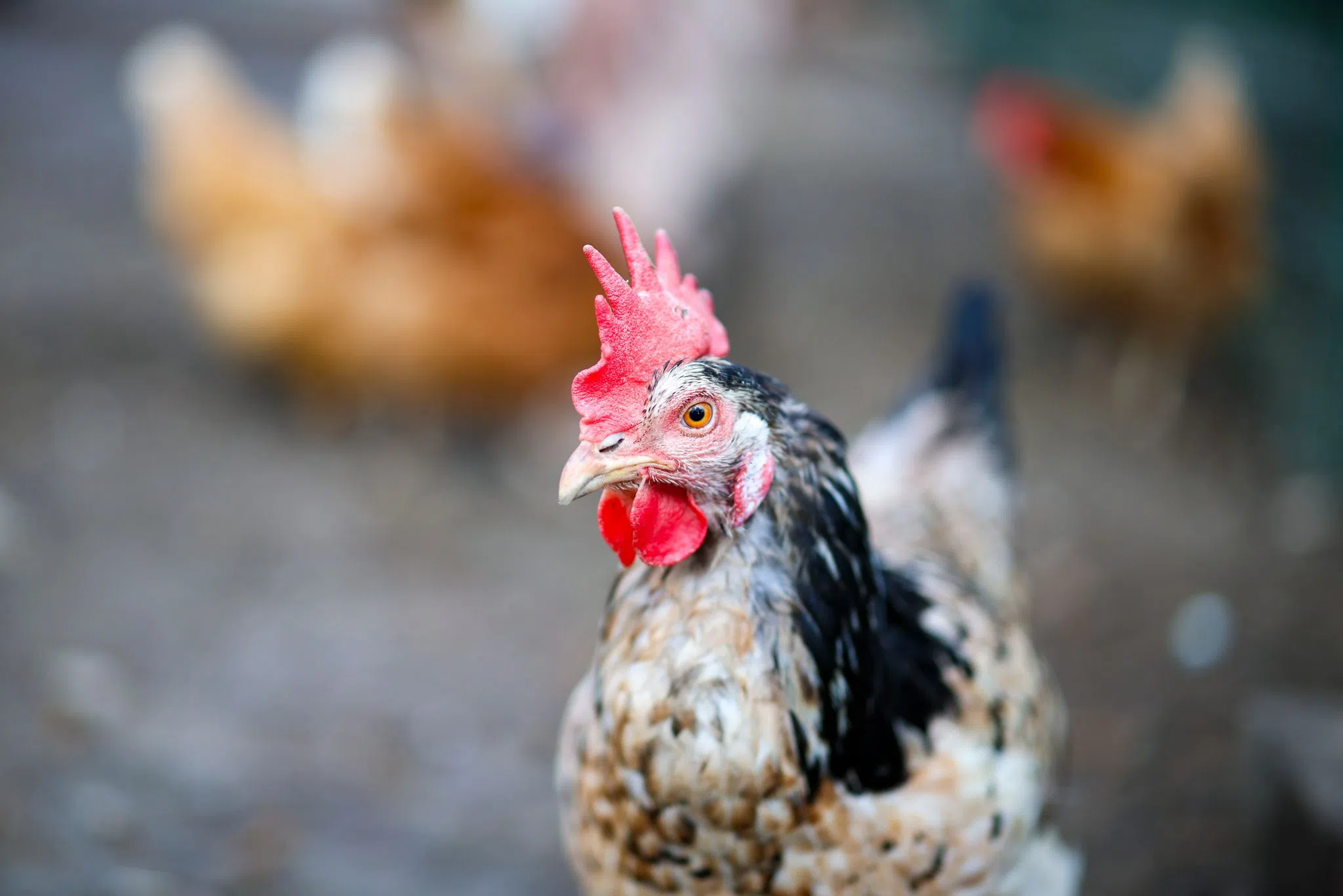 Hühner erkunden Freizeitpark auf eigene Faust