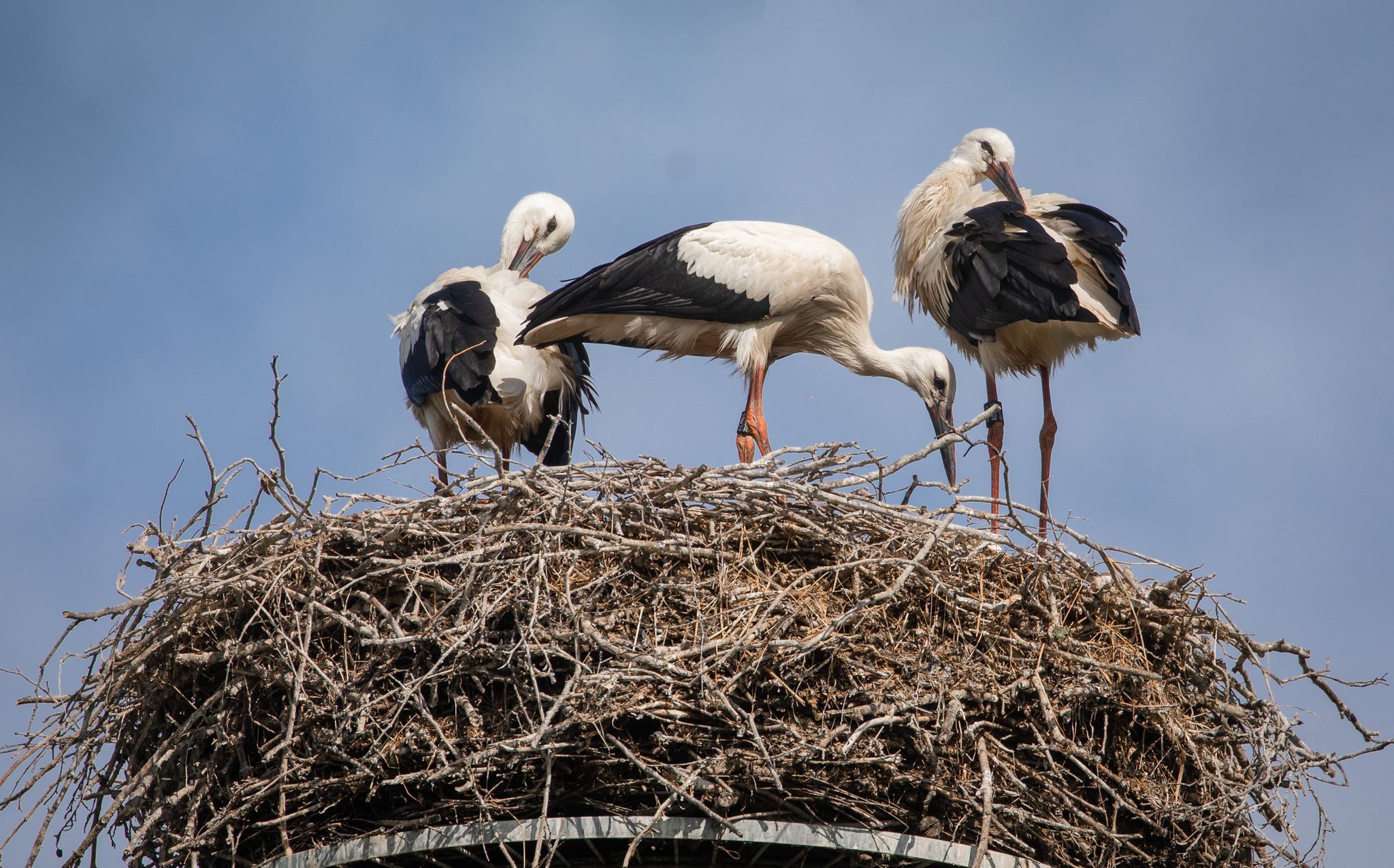 Später Heimflug: Störche lassen mancherorts auf sich warten