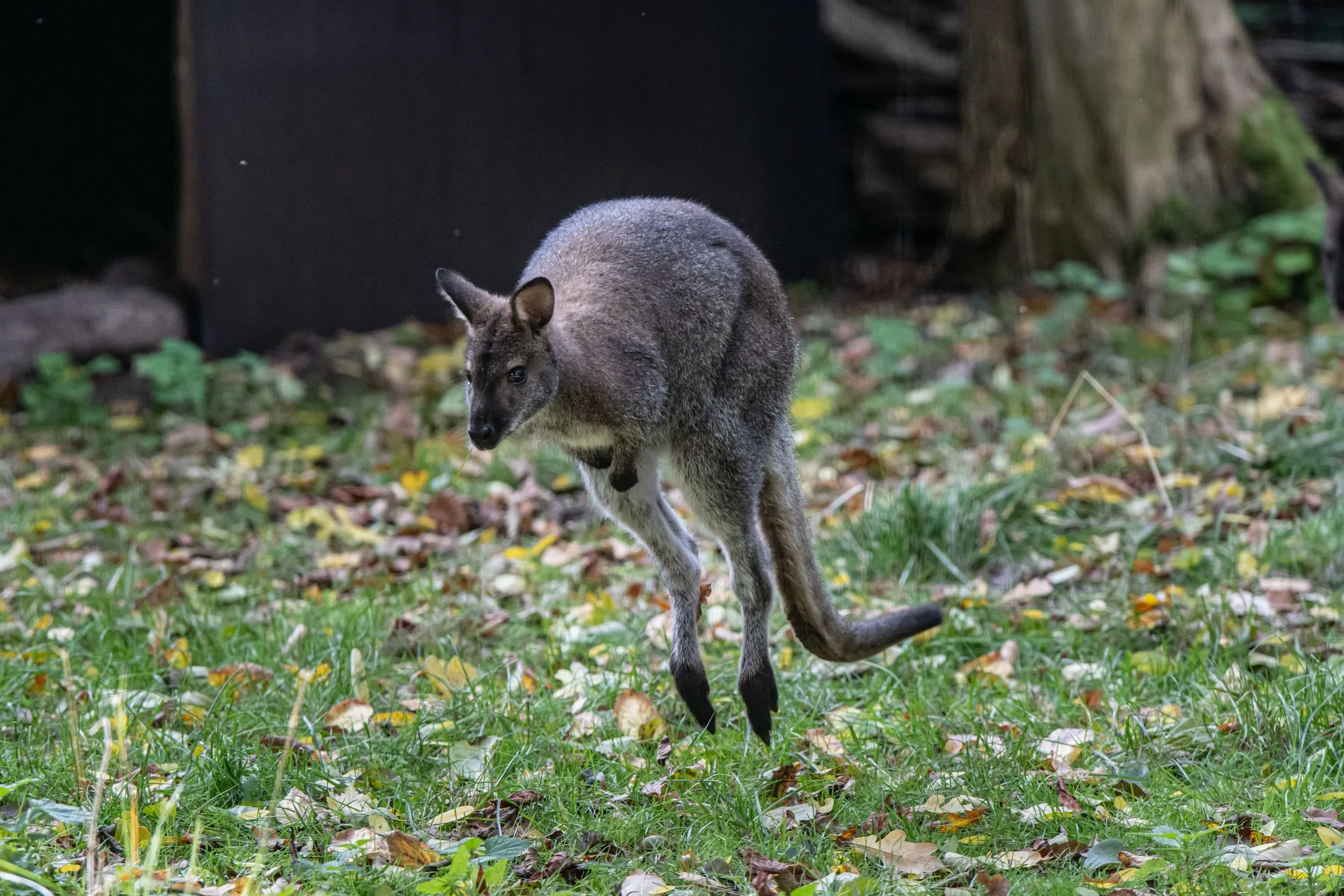 Känguru weiter auf der Flucht