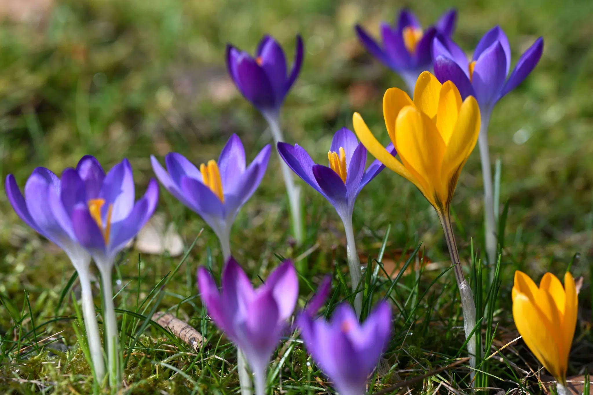 Winterbilanz: Mild, sonnig, trocken - Finale frühlingshaft