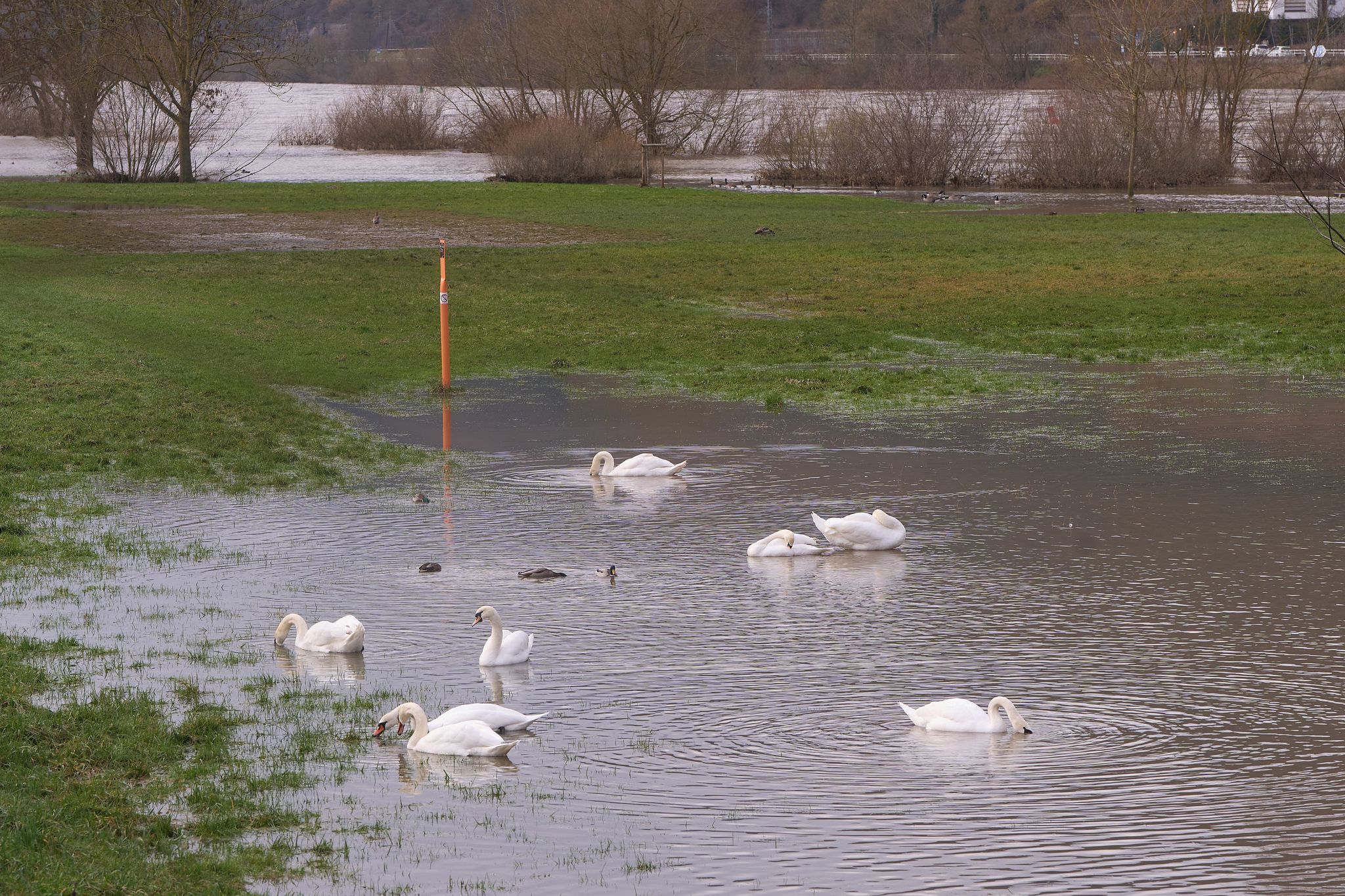 Wasserhöchststände an Rhein und Mosel erreicht Wasserhöchststände an Rhein und Mosel erreicht
