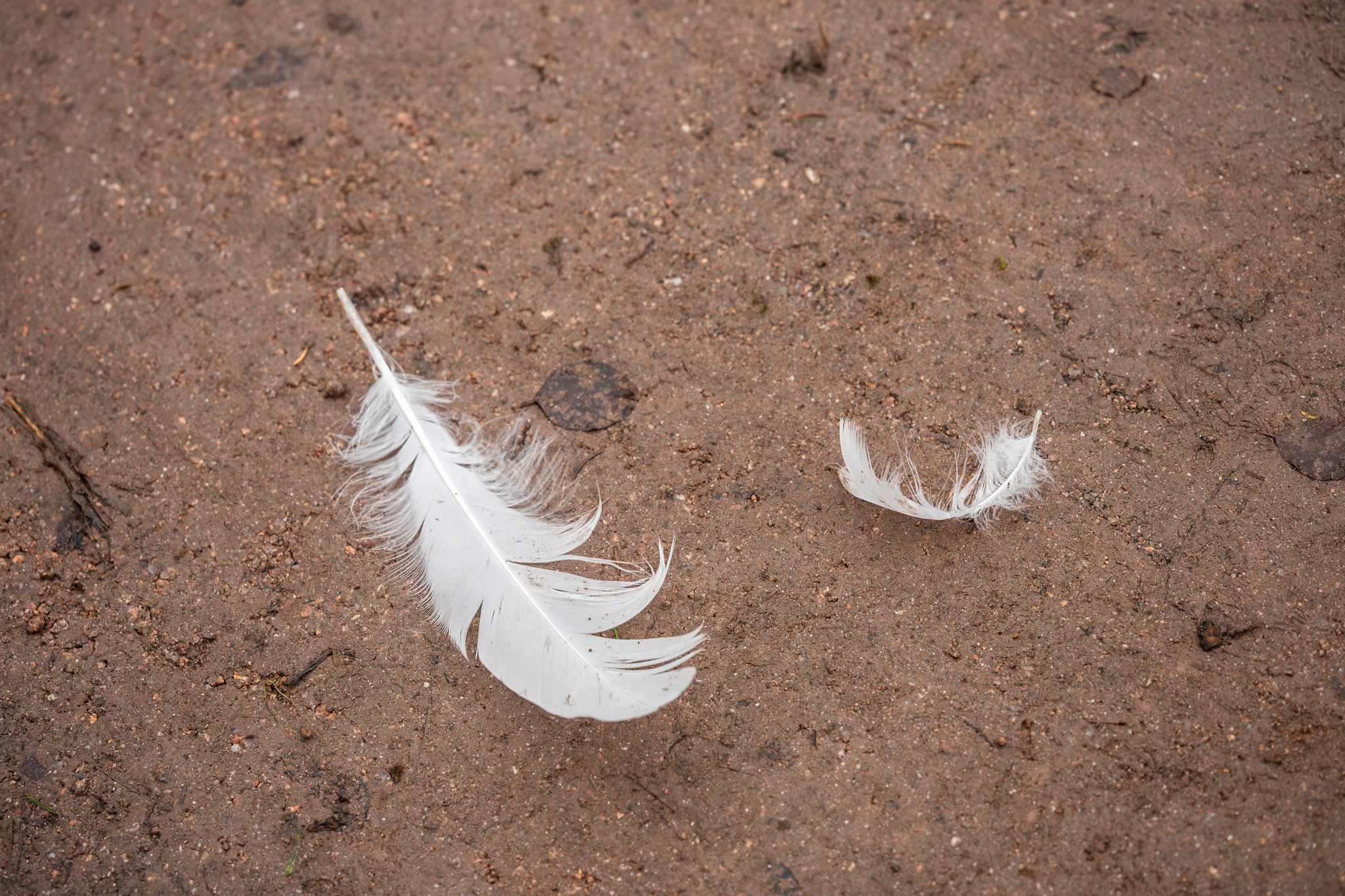 Bislang 34 Fälle von Geflügelpest nachgewiesen