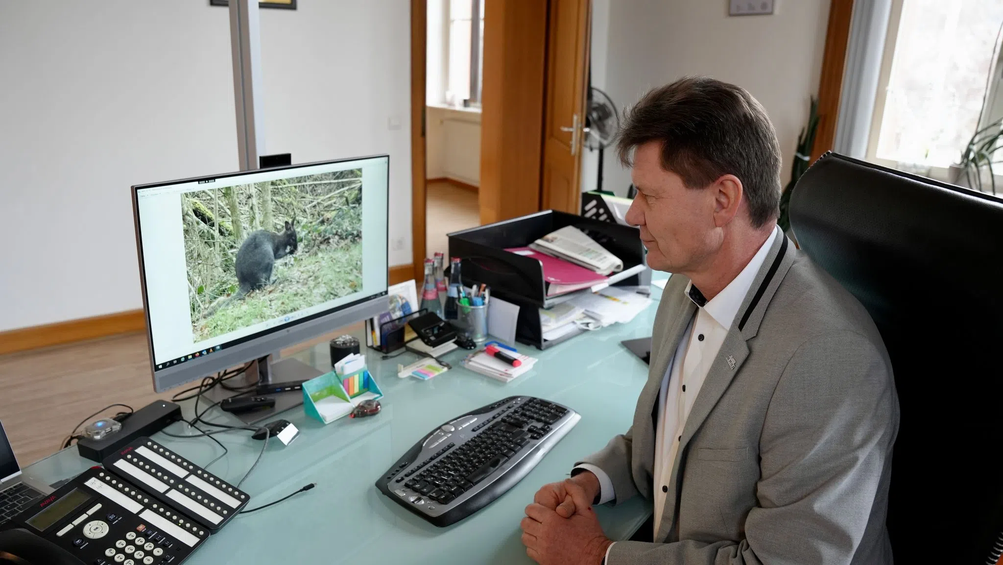 Entflohenes Känguru ist wieder da