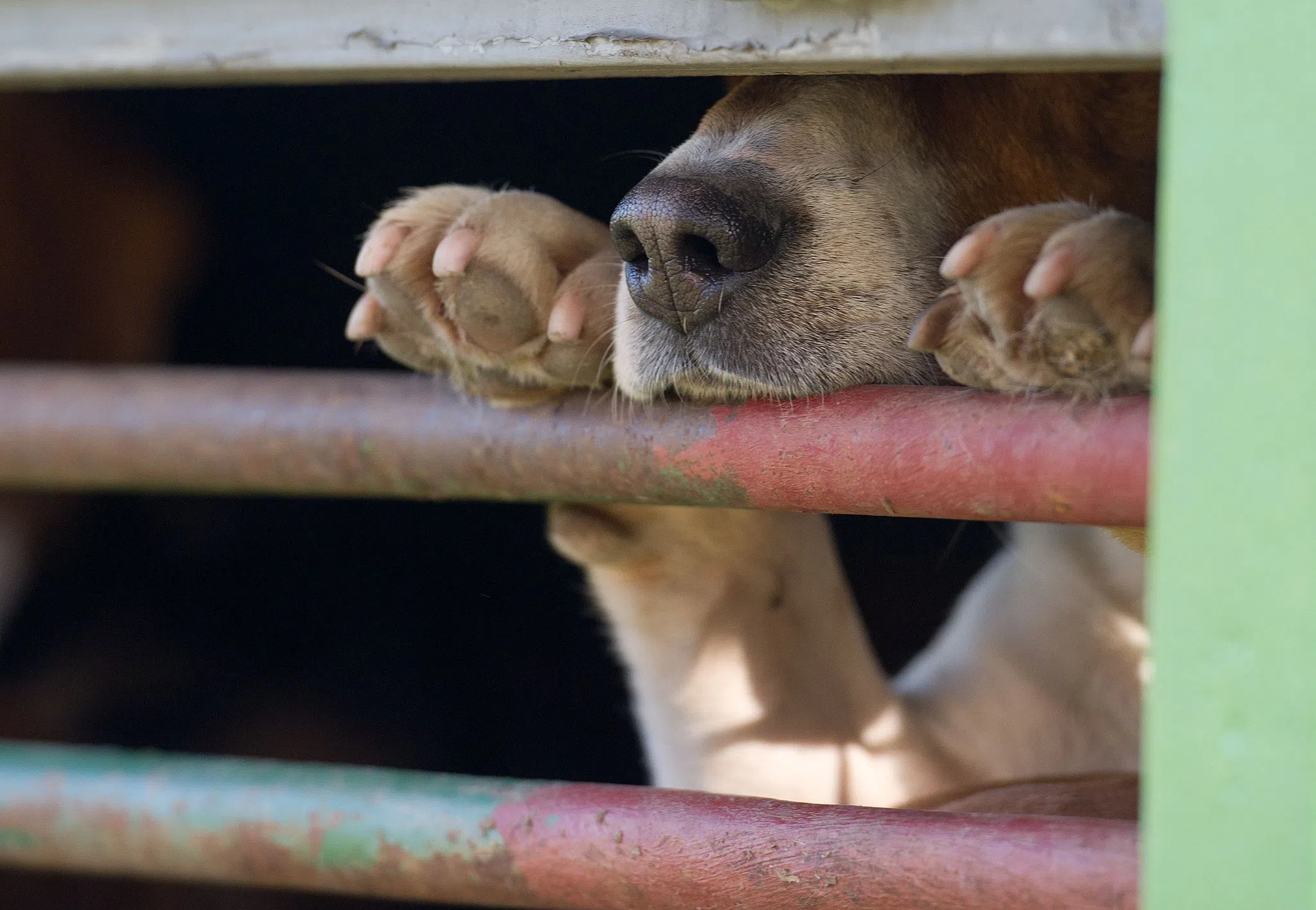 Tollwut-Virus bei totem Hund nachgewiesen