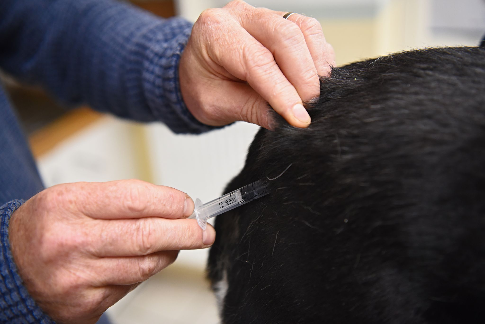 Tollwut-Virus bei totem Hund – Ermittlungen laufen