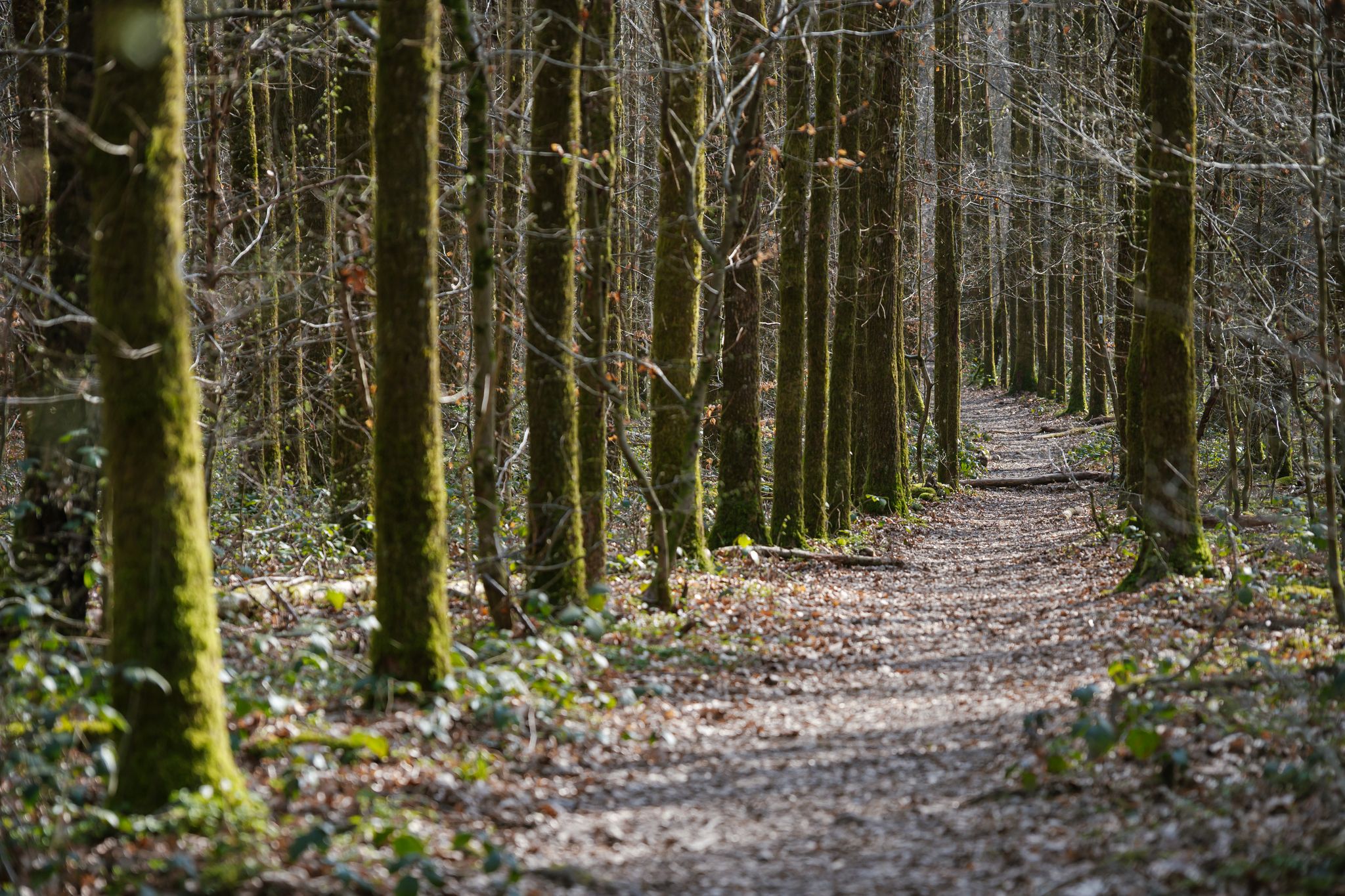 «Waldgebiet des Jahres» als Ehre und Ansporn