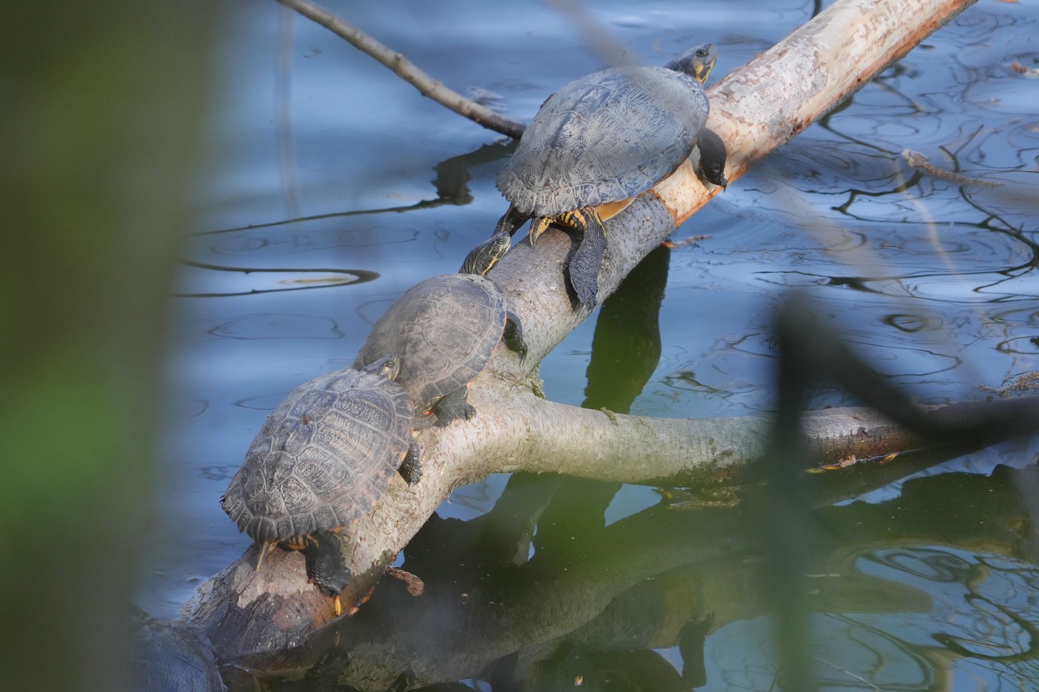 Schildkröten sonnen sich am Rhein – eine invasive Art?