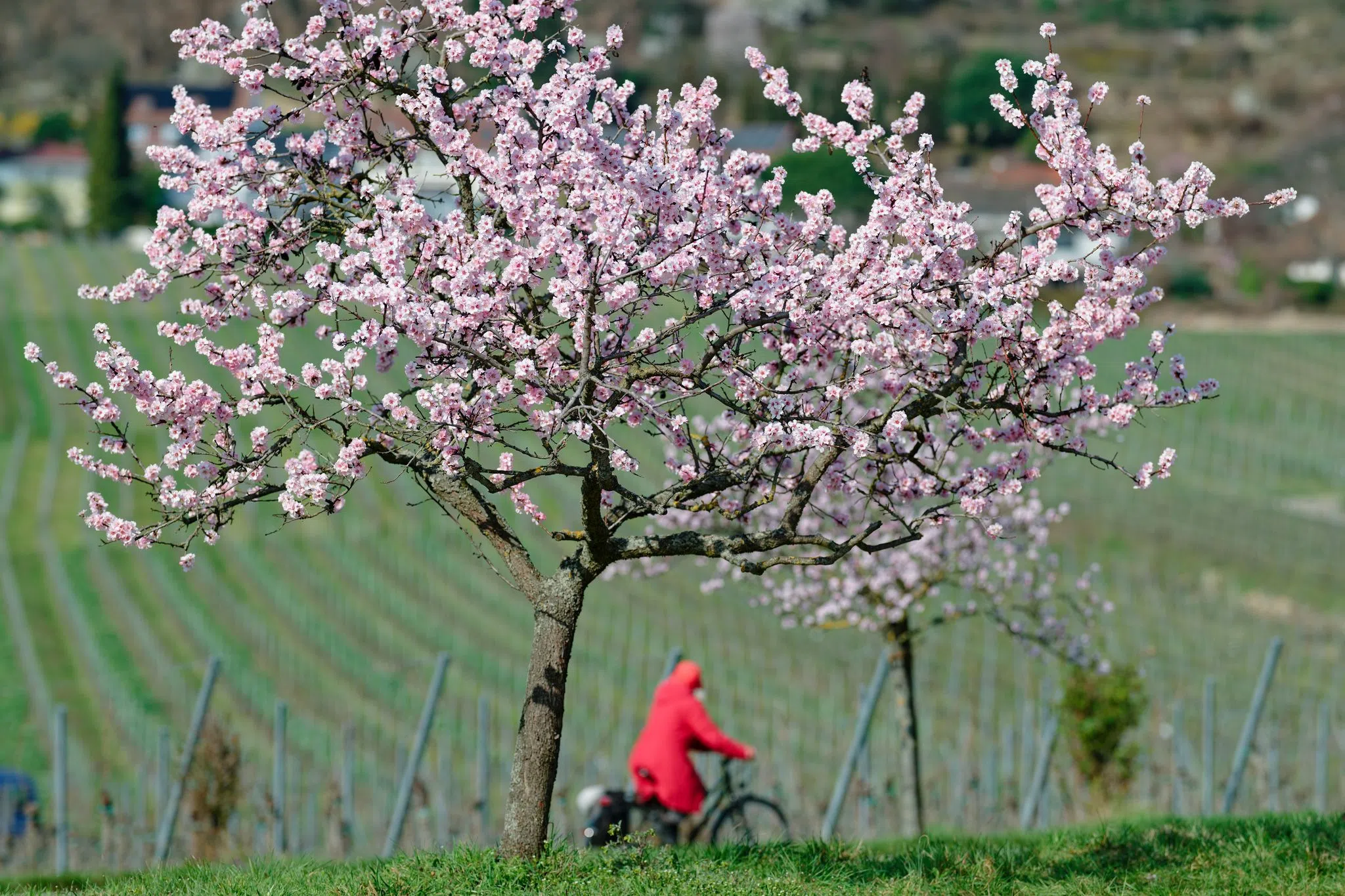 Rheinland-Pfalz blüht auf – besonders an diesen Orten