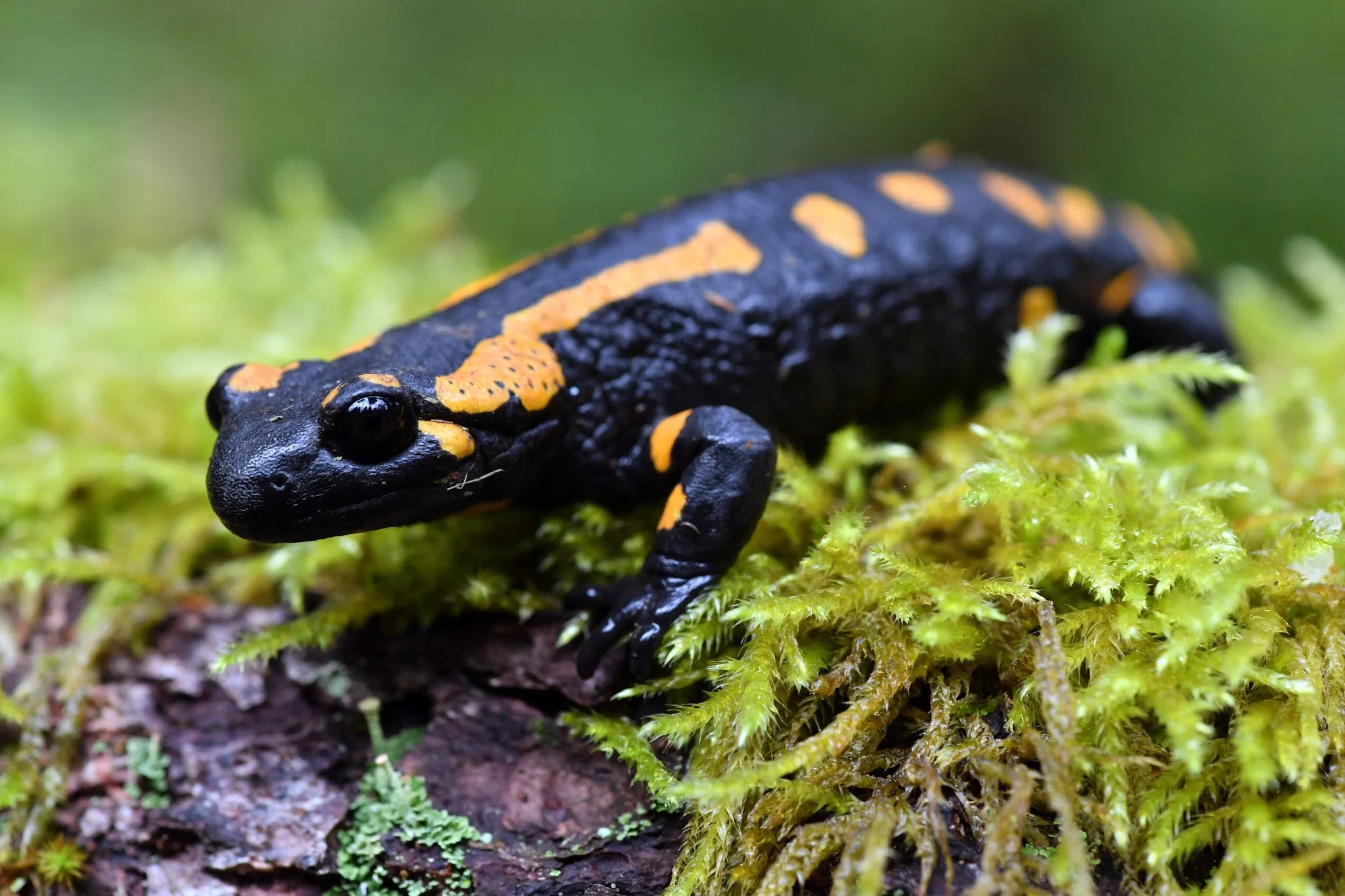 Ignoranz mit Folgen: Ermittlungen nach Tiersterben