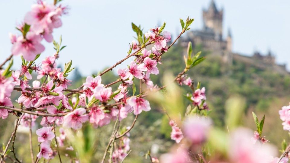 Wenn der Weinbergpfirsich blüht