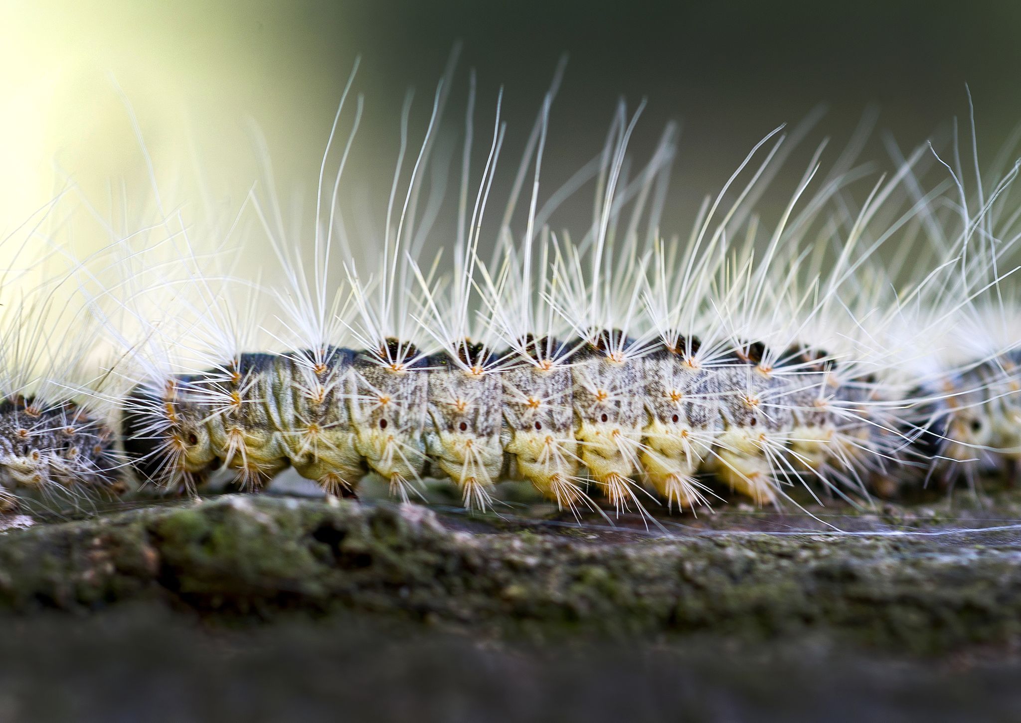 Das tun die Kommunen gegen den Eichenprozessionsspinner