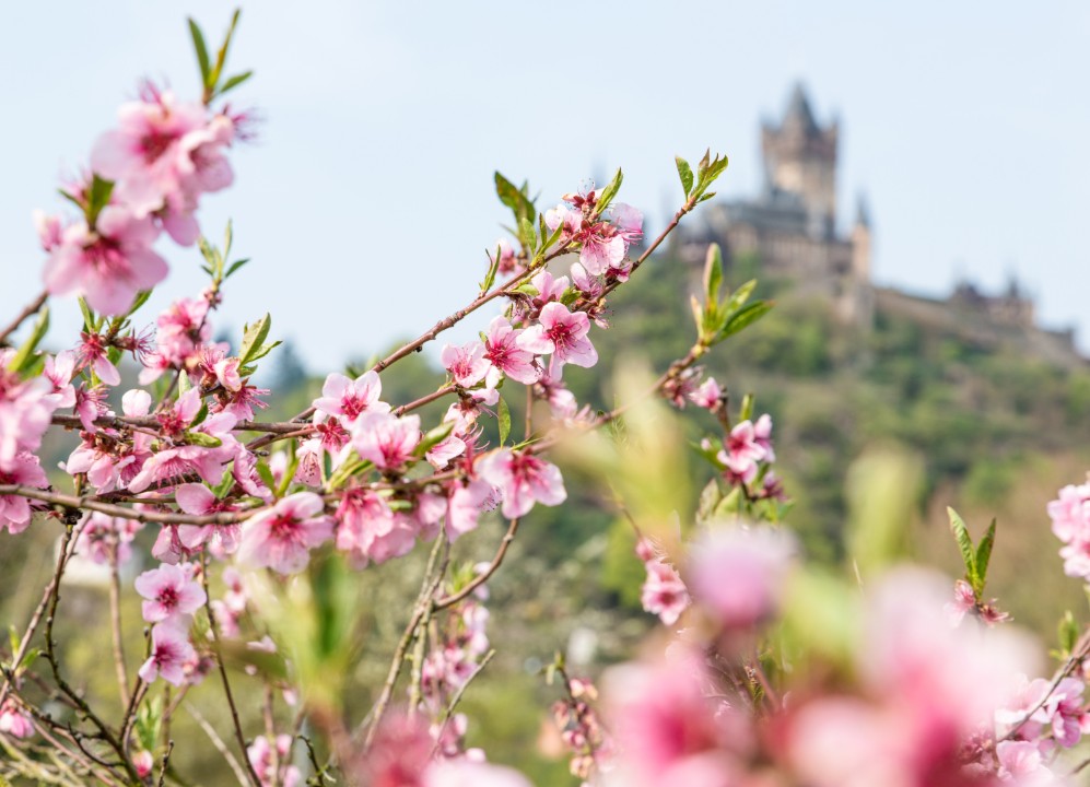 Wenn der Weinbergpfirsich blüht