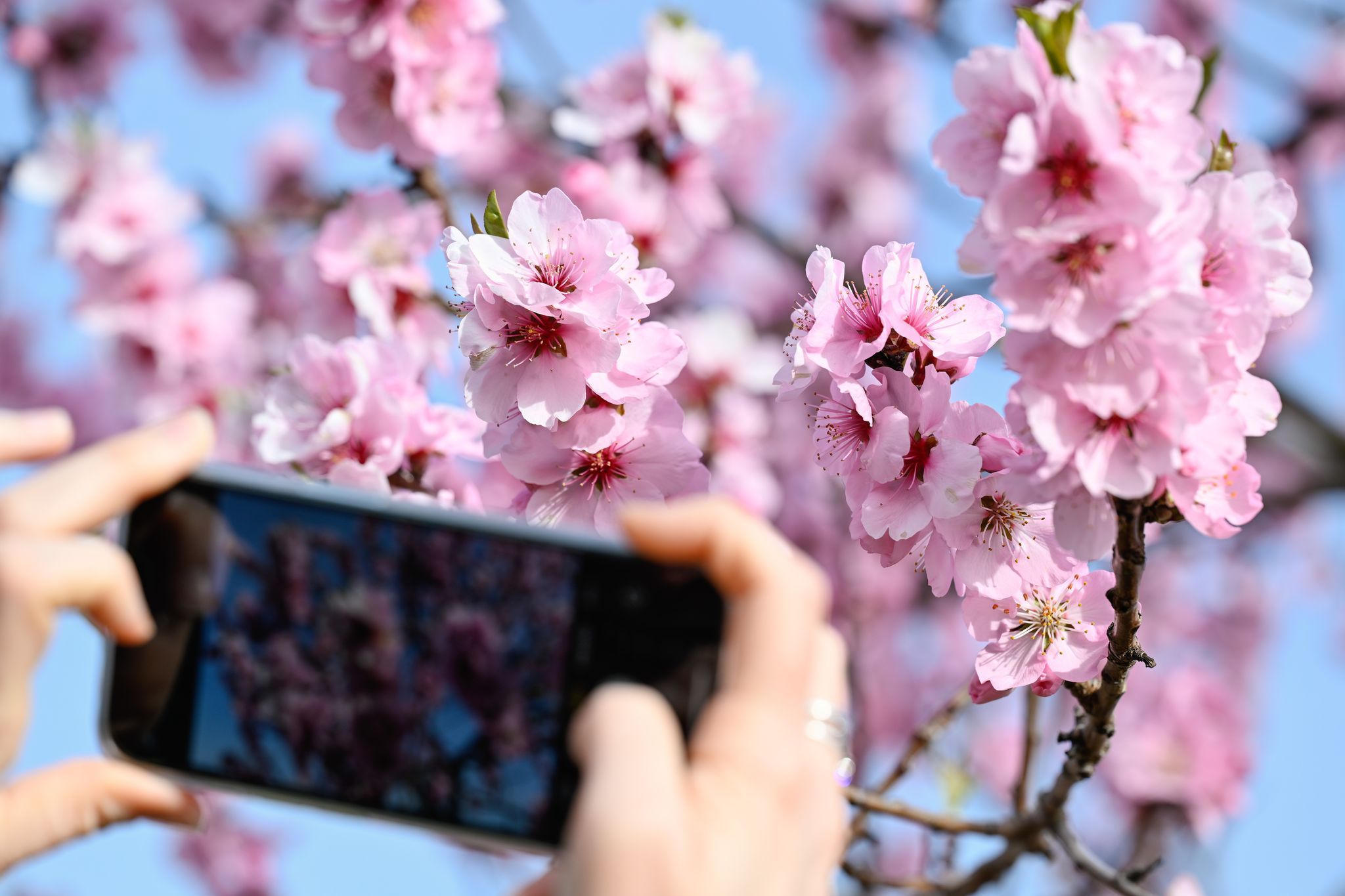 In der Pfalz wird die beginnende Mandelblüte gefeiert
