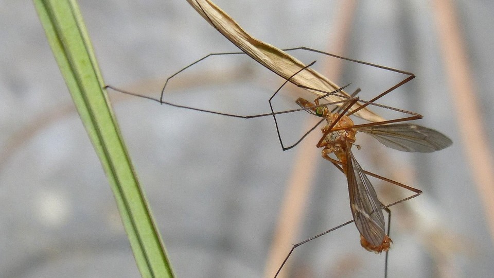 Stechmücken am Rhein: Bekämpfung und neue Herausforderungen in Rheinland-Pfalz