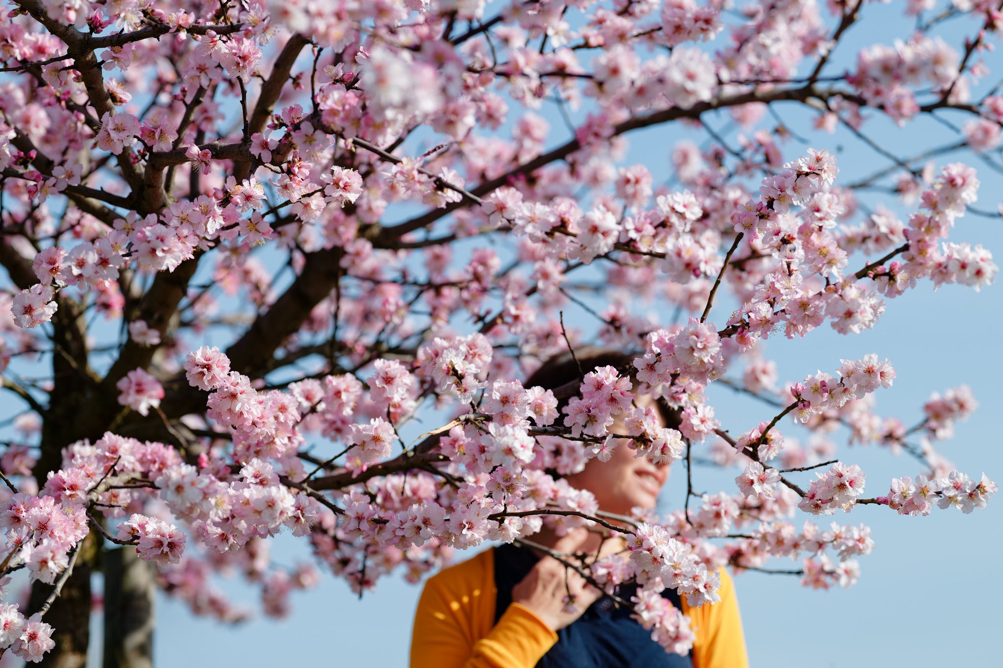 Flanieren und genießen – Mandelblütenfest lockt in die Pfalz