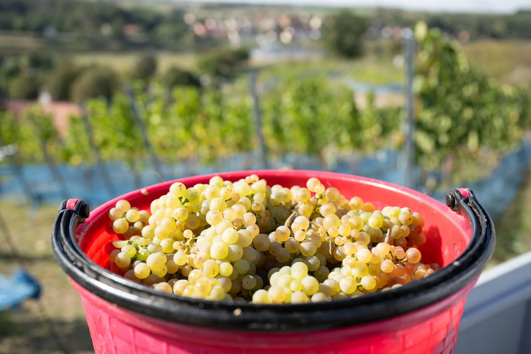 Zölle vermasseln deutschen Winzern das USA-Geschäft