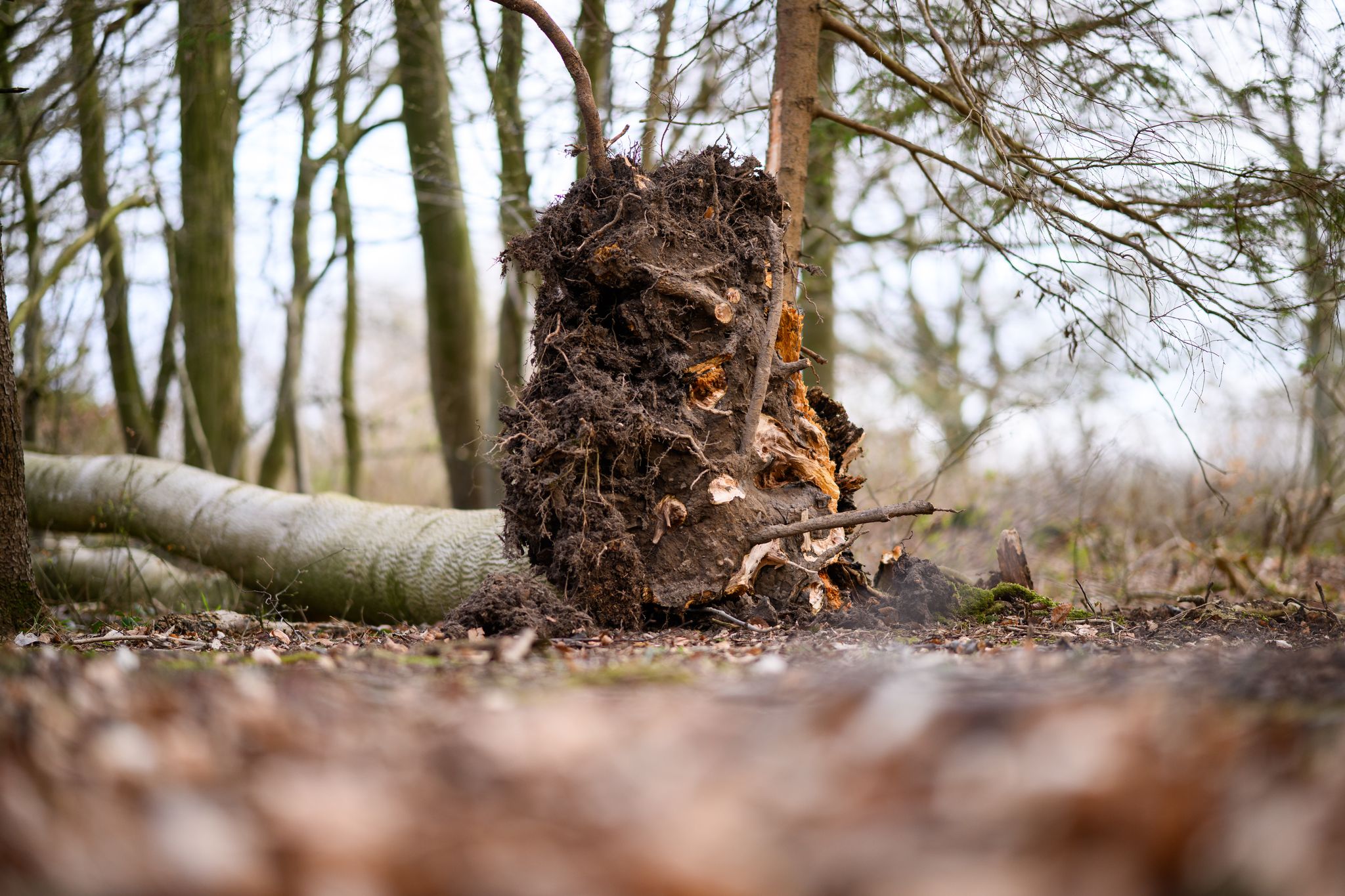 Sicher im Wald - Was ein Experte Spaziergängern jetzt rät