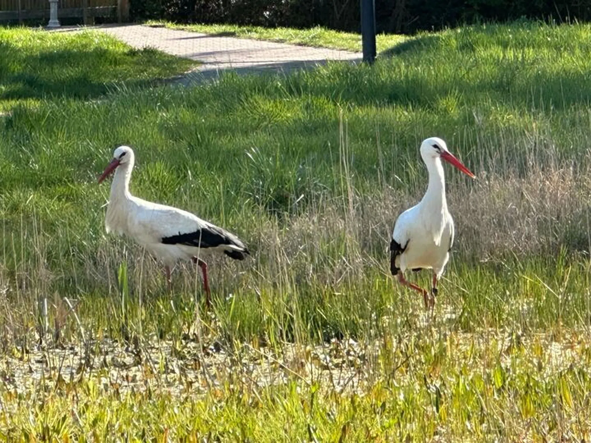 Störche im Südwesten: Jetzt ist das Wetter entscheidend