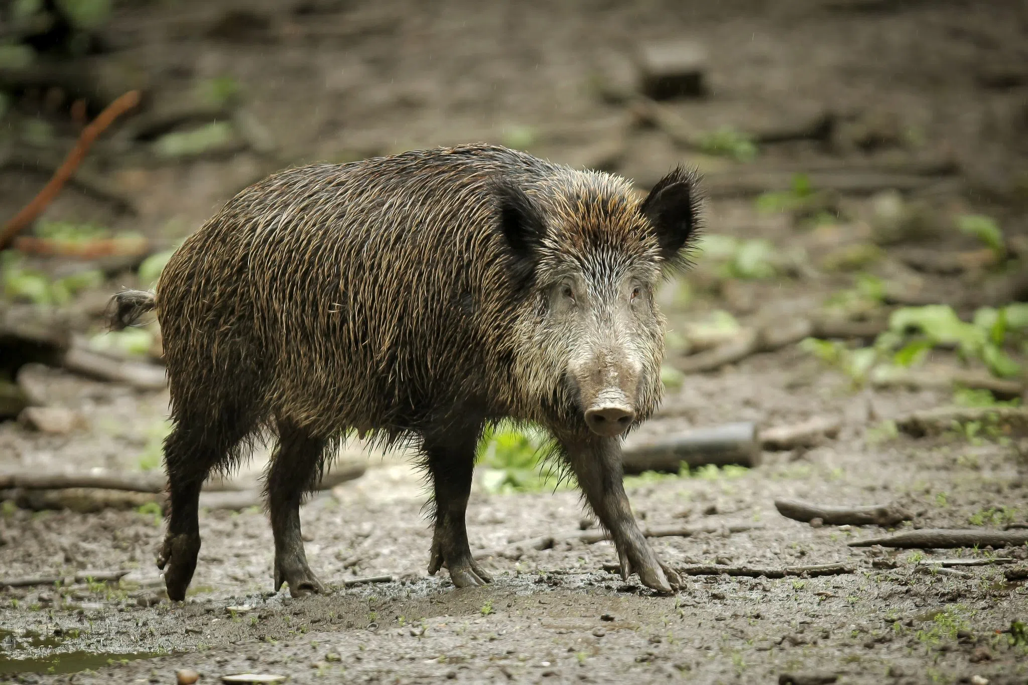 40 Jahre nach Tschernobyl: Kaum noch Wildschweine verseucht