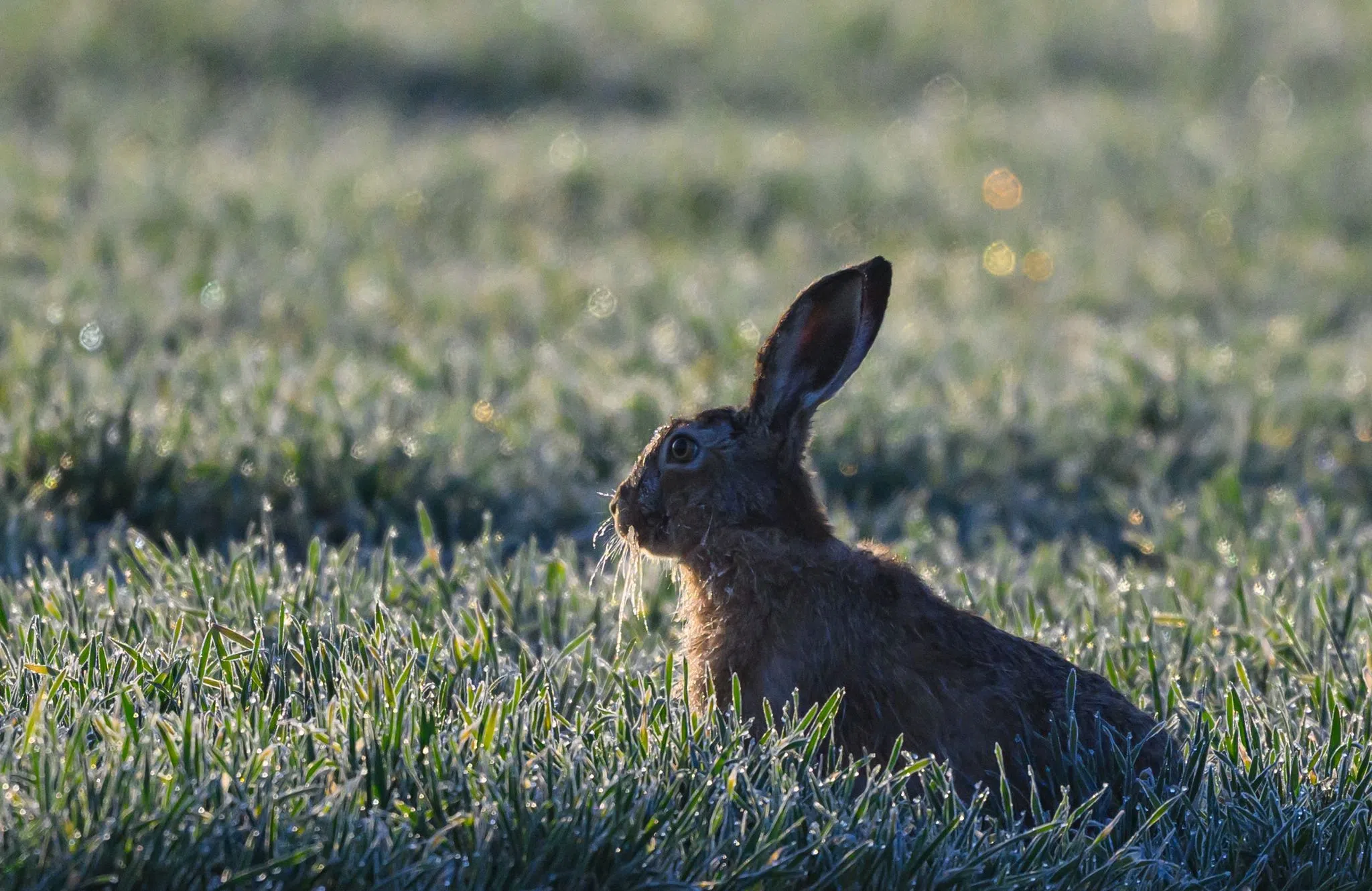 Wie es dem Feldhasen in Rheinland-Pfalz geht