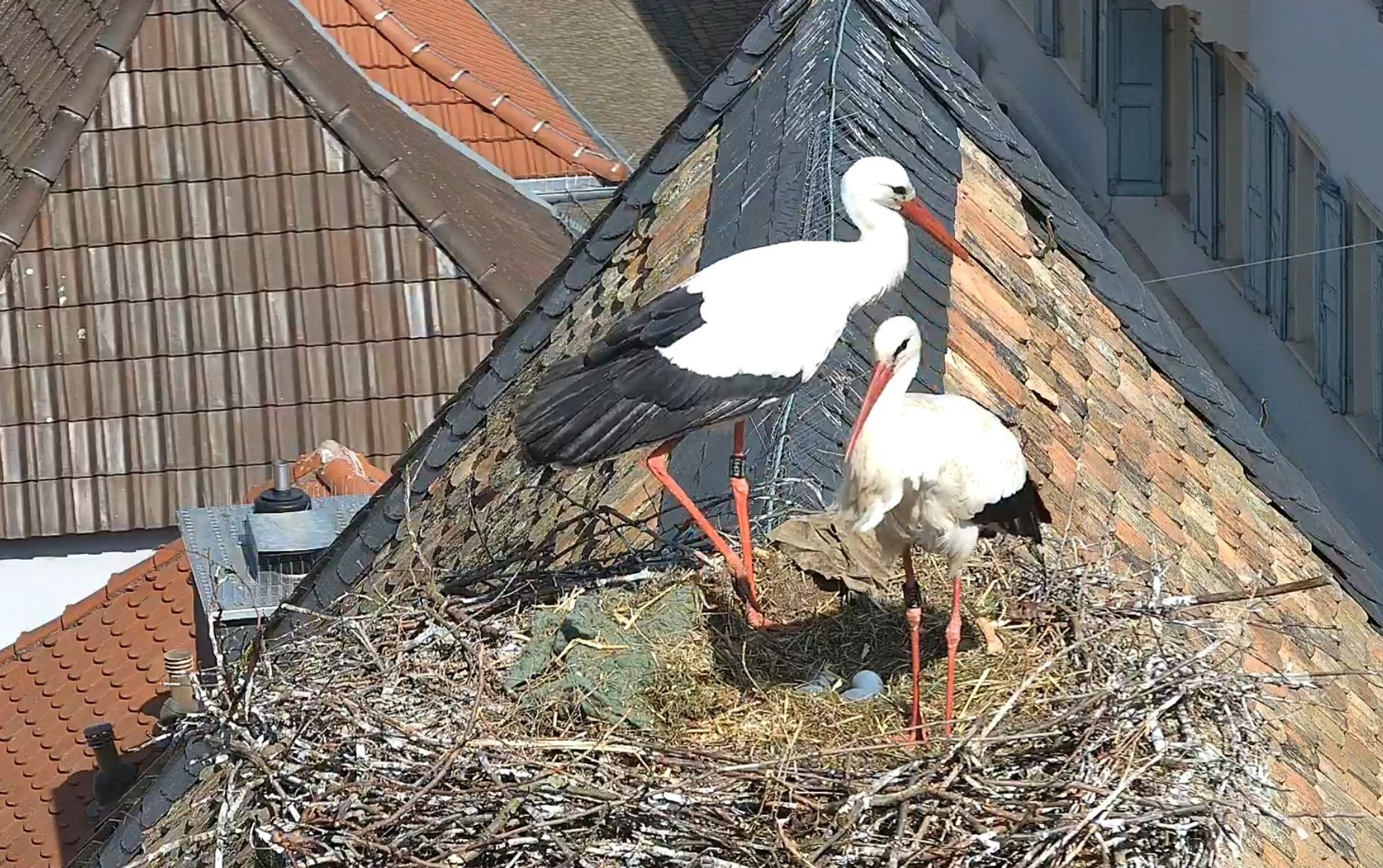 Störche im Südwesten: Jetzt ist das Wetter entscheidend