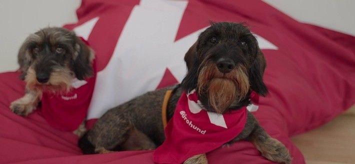Pilotprojekt „Bürohunde“ an der Uni Koblenz erfolgreich gestartet