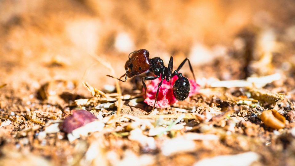 Kampf gegen invasive Tapinoma-Ameisen in der Pfalz geht weiter