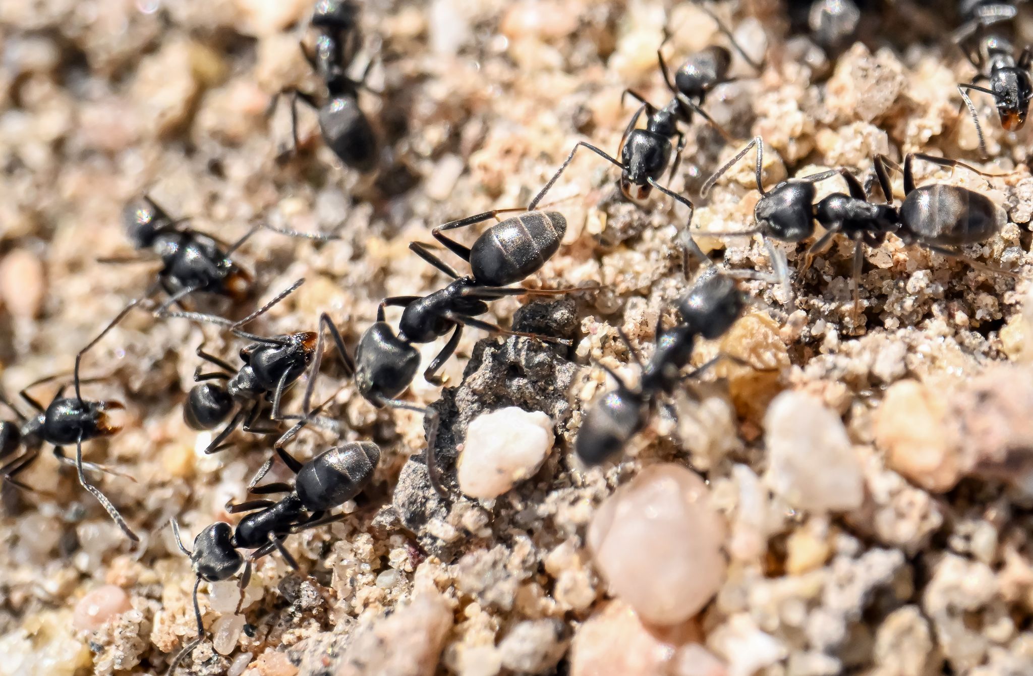 Aggressive Ameisenart auch im Saarland nachgewiesen